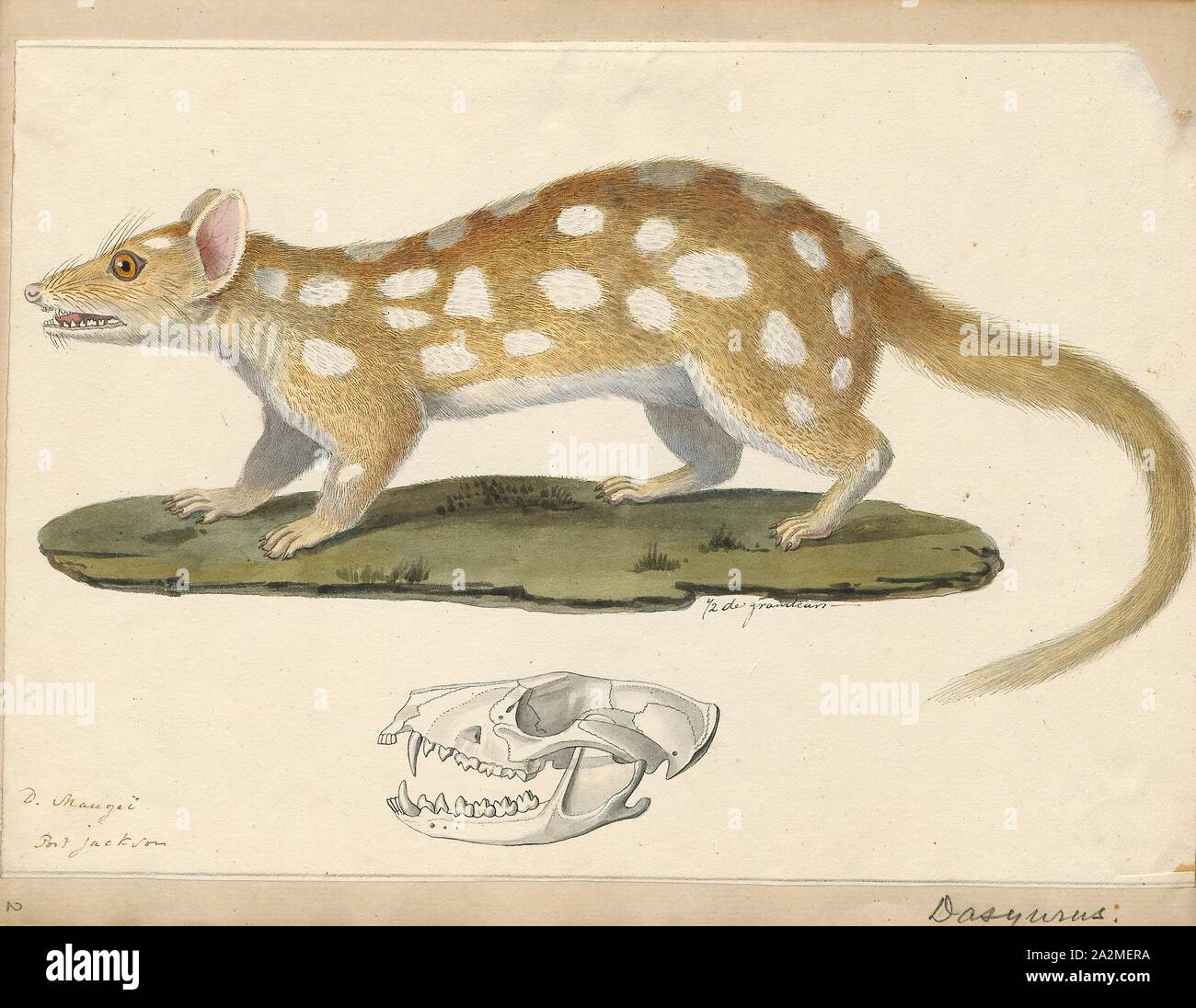 Dasyurus viverrinus, Drucken, der Eastern quoll (Dasyurus viverrinus), der früher als die östliche nativen Cat genannt, ist ein mittelgrosser fleischfressende Beuteltier dasyurid in Australien. Sie sind weit verbreitet und auch vor Ort in Tasmanien verbreitet. Sie haben auf dem Festland ausgestorben, als seit den sechziger Jahren jedoch wieder in die festen Heiligtümer im Jahr 2016 wieder eingeführt worden und vor kurzem in das wilde im März 2018. Es ist eines von sechs erhaltenen Arten quolls., 1700-1880 Stockfoto
