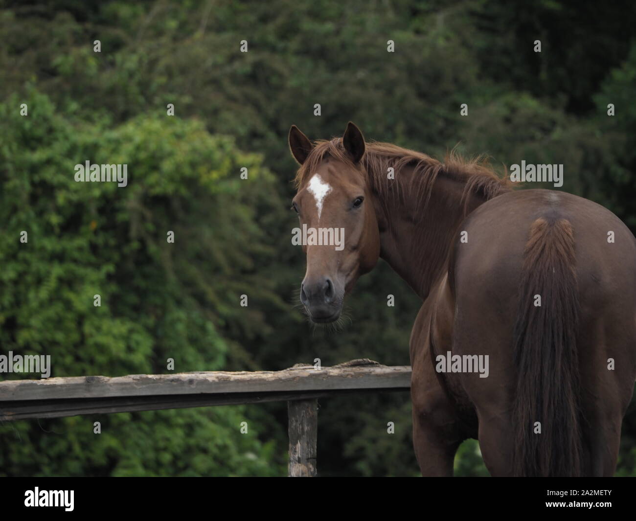 Ein braunes Pferd in ein Yorkshire Feld. Stockfoto