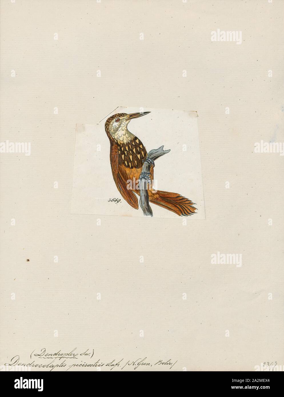 Dendrocolaptes picirostris, Drucken, Dendrocolaptes ist eine Gattung der Neotropischer Vögel in der Dendrocolaptinae Unterfamilie., 1820-1860 Stockfoto