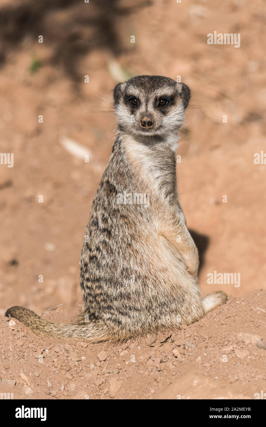 Erdmännchen schaut hinter Stockfoto