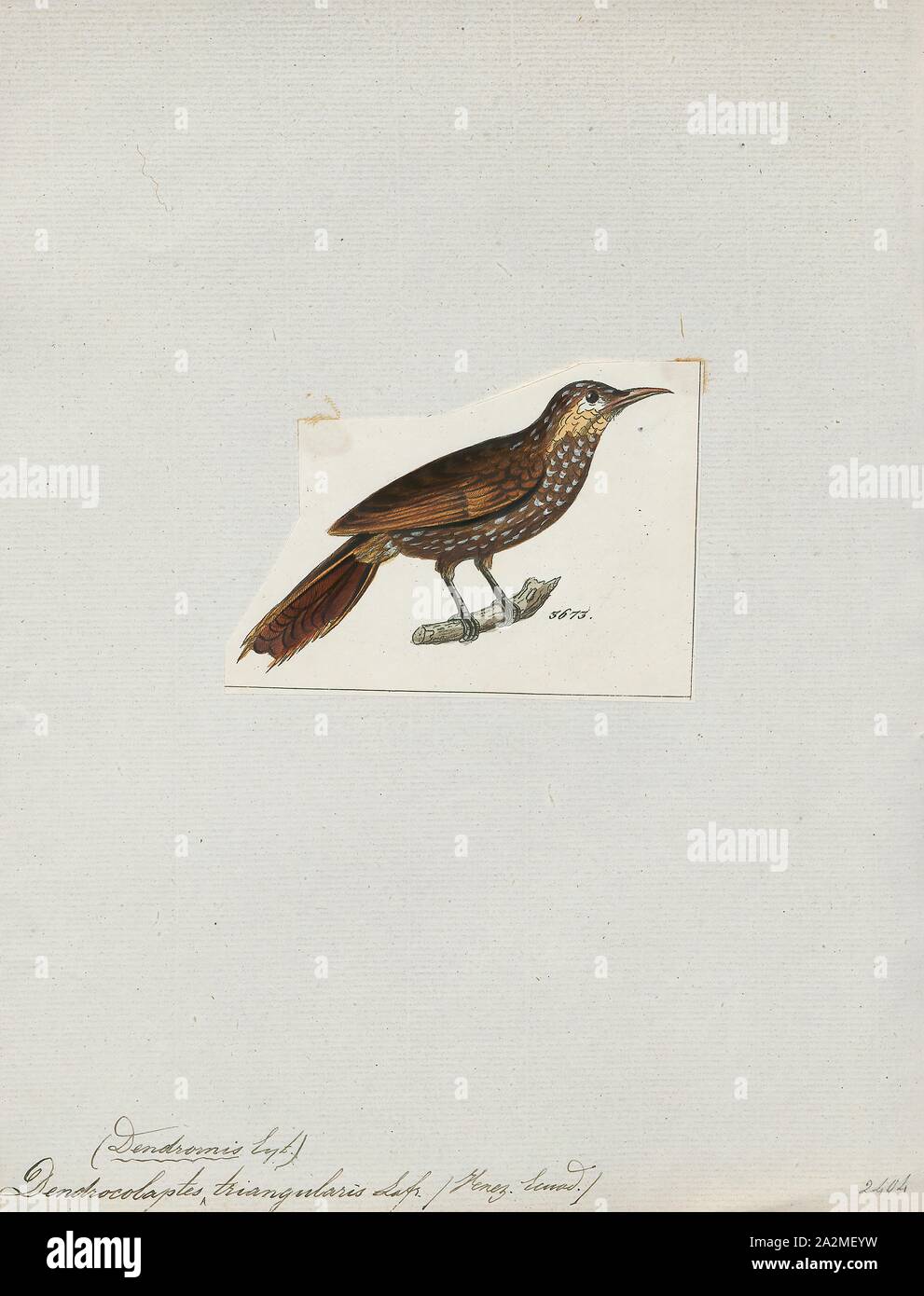 Dendrocolaptes triangularis, Drucken, Dendrocolaptes ist eine Gattung der Neotropischer Vögel in der Dendrocolaptinae Unterfamilie., 1820-1860 Stockfoto