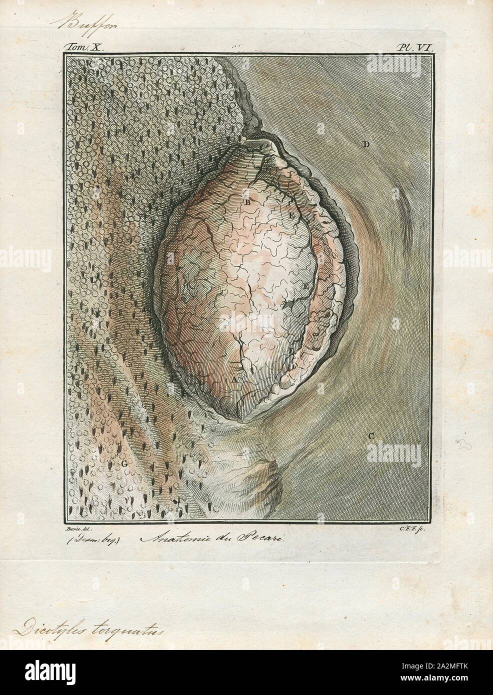 Dicotyles Torquatus, Drucken, Peccary, Collared peccary, oder (Dicotyles tajacu torquatus), ist über die Größe und Form einer kleinen Hog, und hat einen weißen Ring um den Hals. Es reicht von Arkansas nach Brasilien., Darm Stockfoto