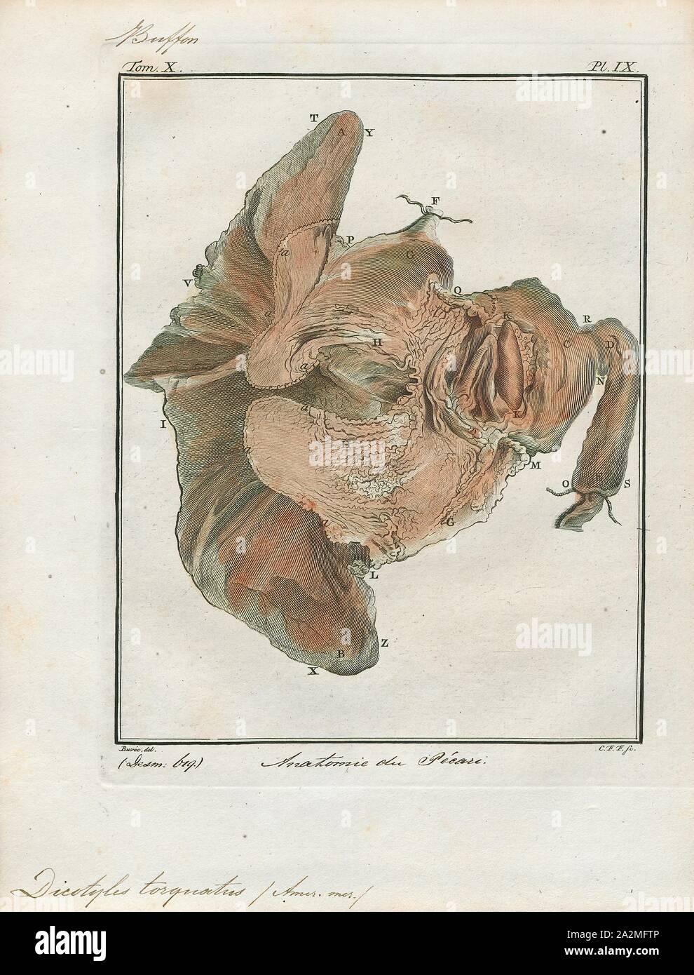Dicotyles Torquatus, Drucken, Peccary, Collared peccary, oder (Dicotyles tajacu torquatus), ist über die Größe und Form einer kleinen Hog, und hat einen weißen Ring um den Hals. Es reicht von Arkansas nach Brasilien., Darm Stockfoto
