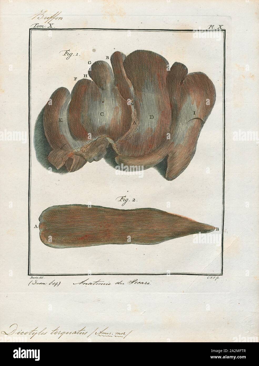 Dicotyles Torquatus, Drucken, Peccary, Collared peccary, oder (Dicotyles tajacu torquatus), ist über die Größe und Form einer kleinen Hog, und hat einen weißen Ring um den Hals. Es reicht von Arkansas nach Brasilien., Darm Stockfoto