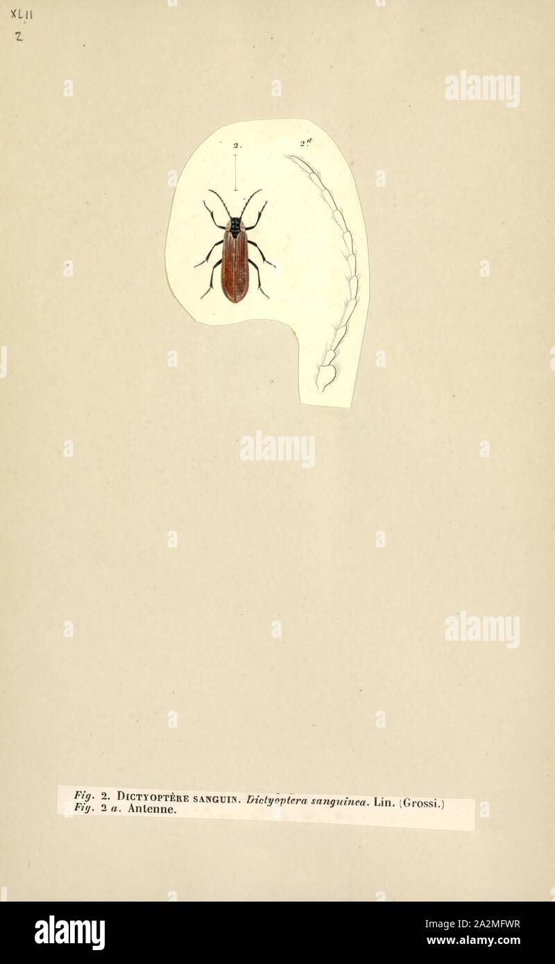 Kakerlaken blattodea -Fotos und -Bildmaterial in hoher Auflösung – Alamy