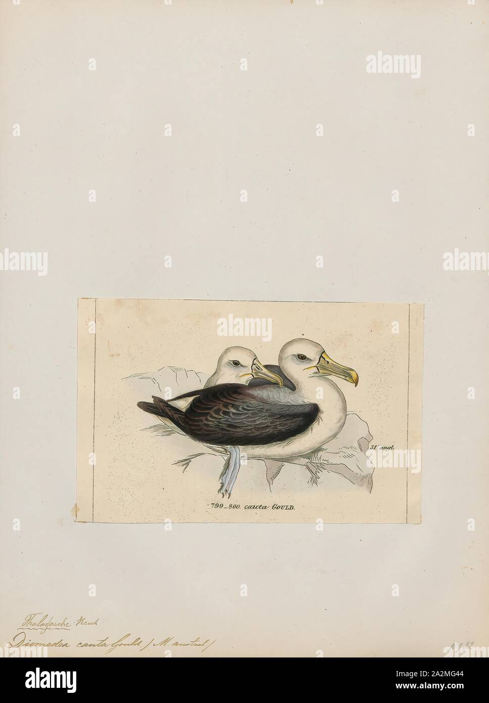 Diomedea cauta, Drucken, der schüchterne Albatross oder schüchtern mollymawk (Thalassarche cauta) ist eine mittelgroße Albatross, dass Rassen auf drei australischen Inseln und erstreckt sich über den südlichen Indischen Ozean., 1820-1860 Stockfoto
