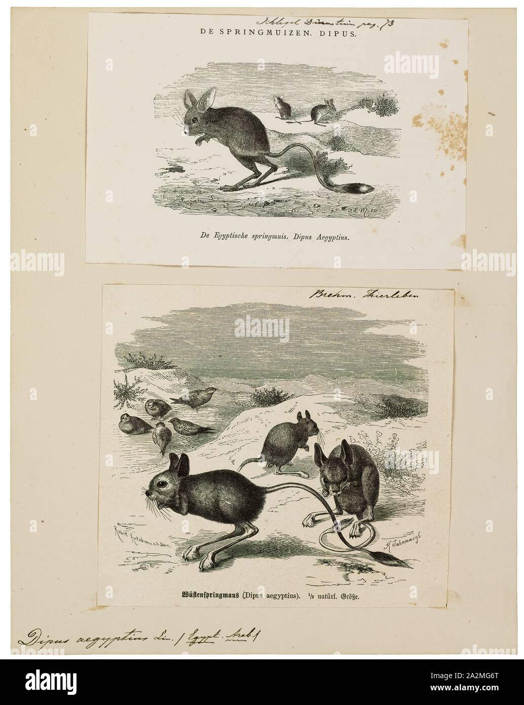 Dipus aegyptius, Drucken, nördlichen drei-toed jerboa, die nördlichen drei-toed jerboa (Dipus sagitta) ist eine Nagetierart aus der Familie Dipodidae. Es ist Monotypische innerhalb der Gattung Dipus. Es reicht über Iran, Usbekistan, Turkmenistan, Kasachstan, Russland, China und der Mongolei. Eine gemeinsame Arten, die Internationale Union für die Erhaltung der Natur Preise als "least concern"., 1700-1880 Stockfoto