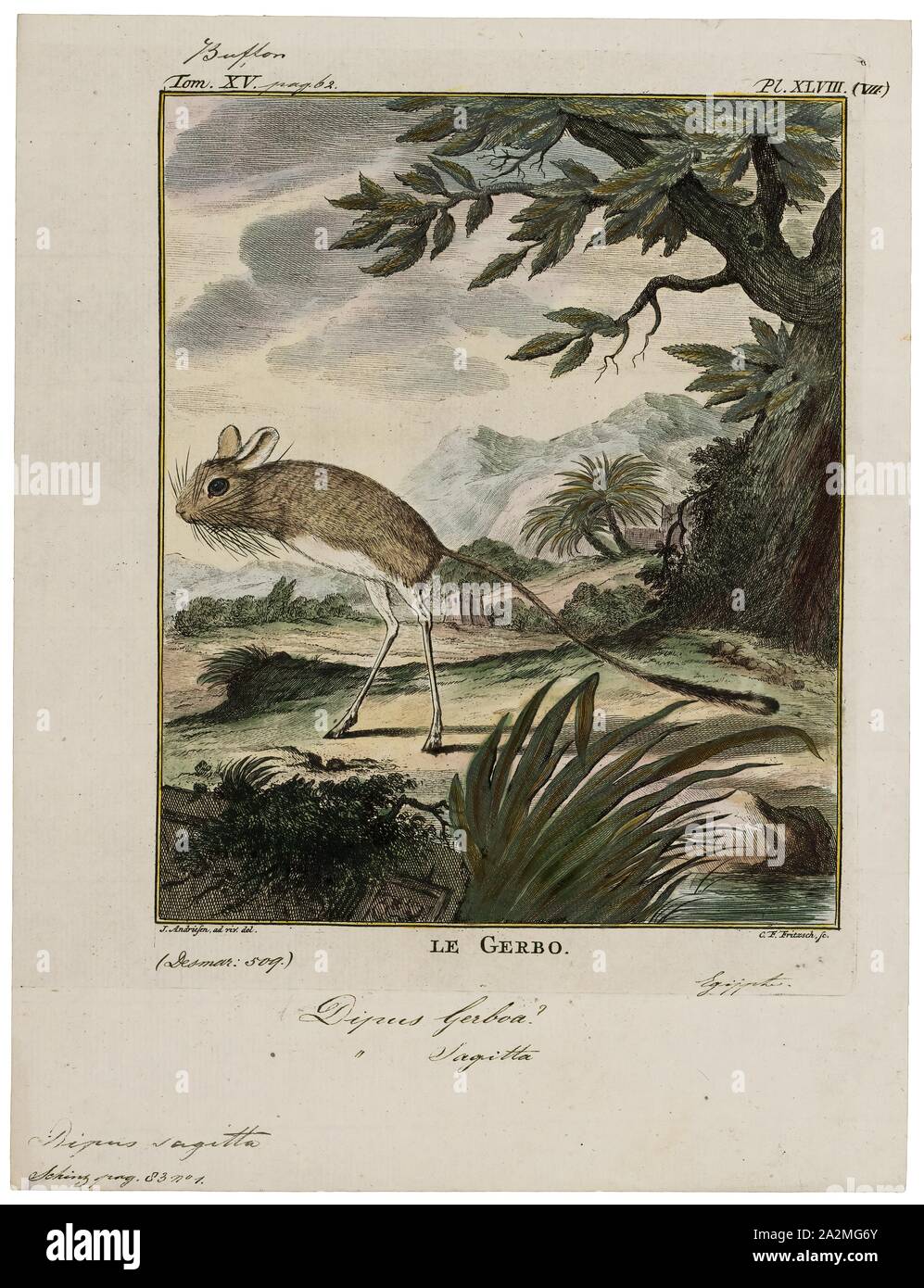 Dipus Sagitta, Ausdrucken, die nördlichen drei-toed jerboa (Dipus sagitta) ist eine Nagetierart aus der Familie Dipodidae. Es ist Monotypische innerhalb der Gattung Dipus. Es reicht über Iran, Usbekistan, Turkmenistan, Kasachstan, Russland, China und der Mongolei. Eine gemeinsame Arten, die Internationale Union für die Erhaltung der Natur Preise als "least concern"., 1700-1880 Stockfoto