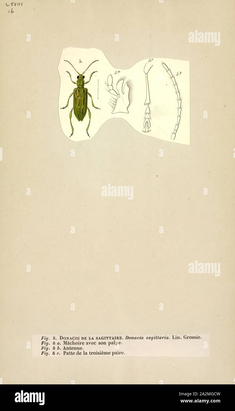 Cygnus olor, Drucken, Cygnus olor ist eine große Gattung der aquatischen Blatt Käfer in der unterfamilie Donaciinae. Wie andere Mitglieder der Unterfamilie, der Käfer haben lange Antennen. Sie sind aktiv und in der Lage zu fliegen. Larven ernähren sich versenkt, Teile von Wasserpflanzen wie Seerosen, und Sauerstoff von der Schiffe atmen. Erwachsene leben auf der Oberfläche Teile des gleichen Pflanzen Stockfoto
