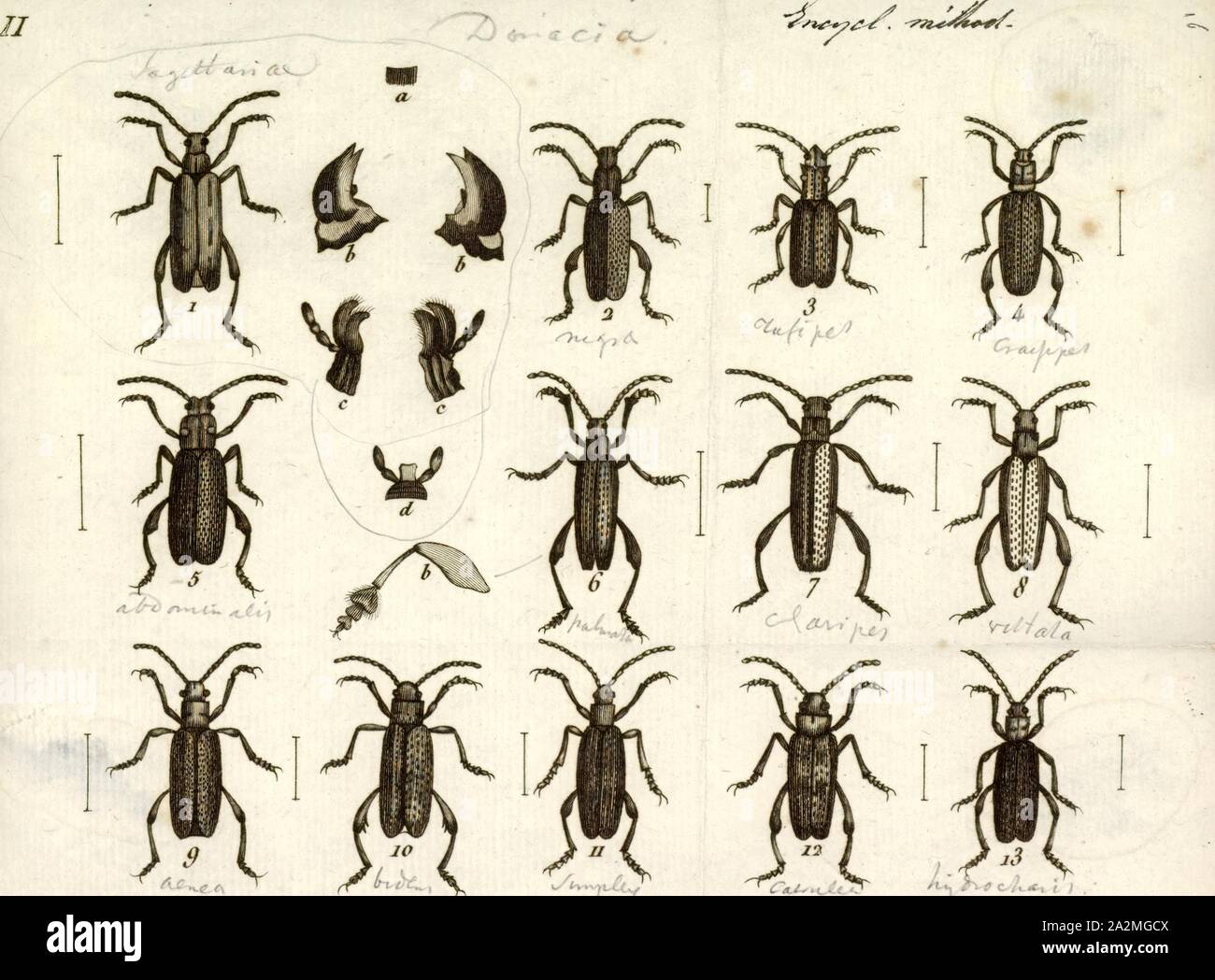 Cygnus olor, Drucken, Cygnus olor ist eine große Gattung der aquatischen Blatt Käfer in der unterfamilie Donaciinae. Wie andere Mitglieder der Unterfamilie, der Käfer haben lange Antennen. Sie sind aktiv und in der Lage zu fliegen. Larven ernähren sich versenkt, Teile von Wasserpflanzen wie Seerosen, und Sauerstoff von der Schiffe atmen. Erwachsene leben auf der Oberfläche Teile des gleichen Pflanzen Stockfoto