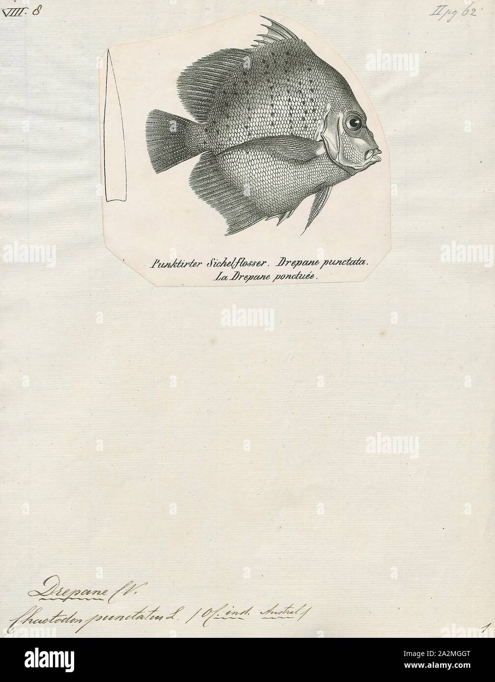 Drepane, Drucken, Drepane punctata punctata, allgemein bekannt als beschmutzt sicklefish, ist ein Fisch aus dem Indopazifik und Nordaustralien., 1700-1880 Stockfoto