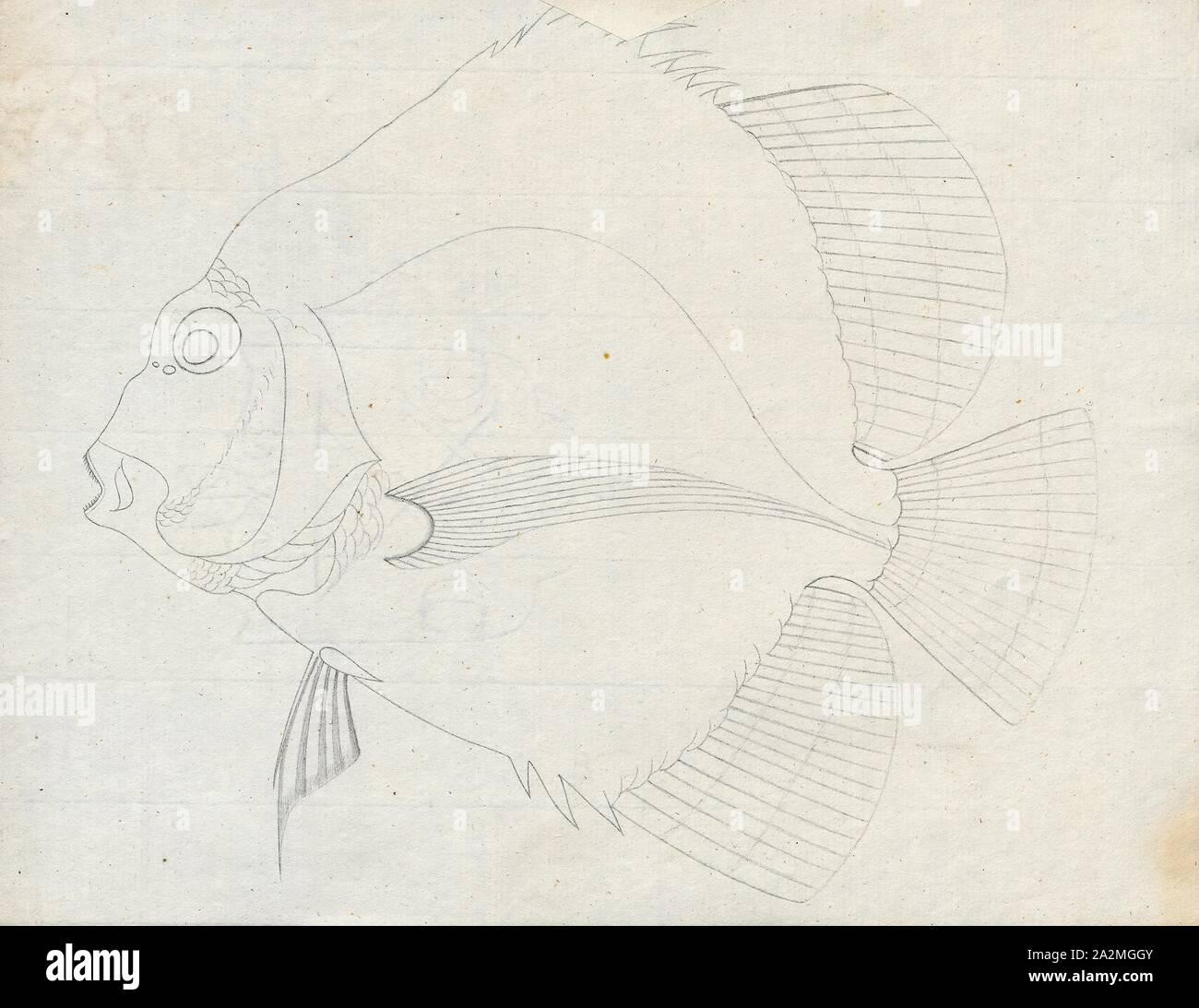 Drepane, Drucken, Drepane punctata punctata, allgemein bekannt als beschmutzt sicklefish, ist ein Fisch aus dem Indopazifik und Nordaustralien., 1700-1880 Stockfoto