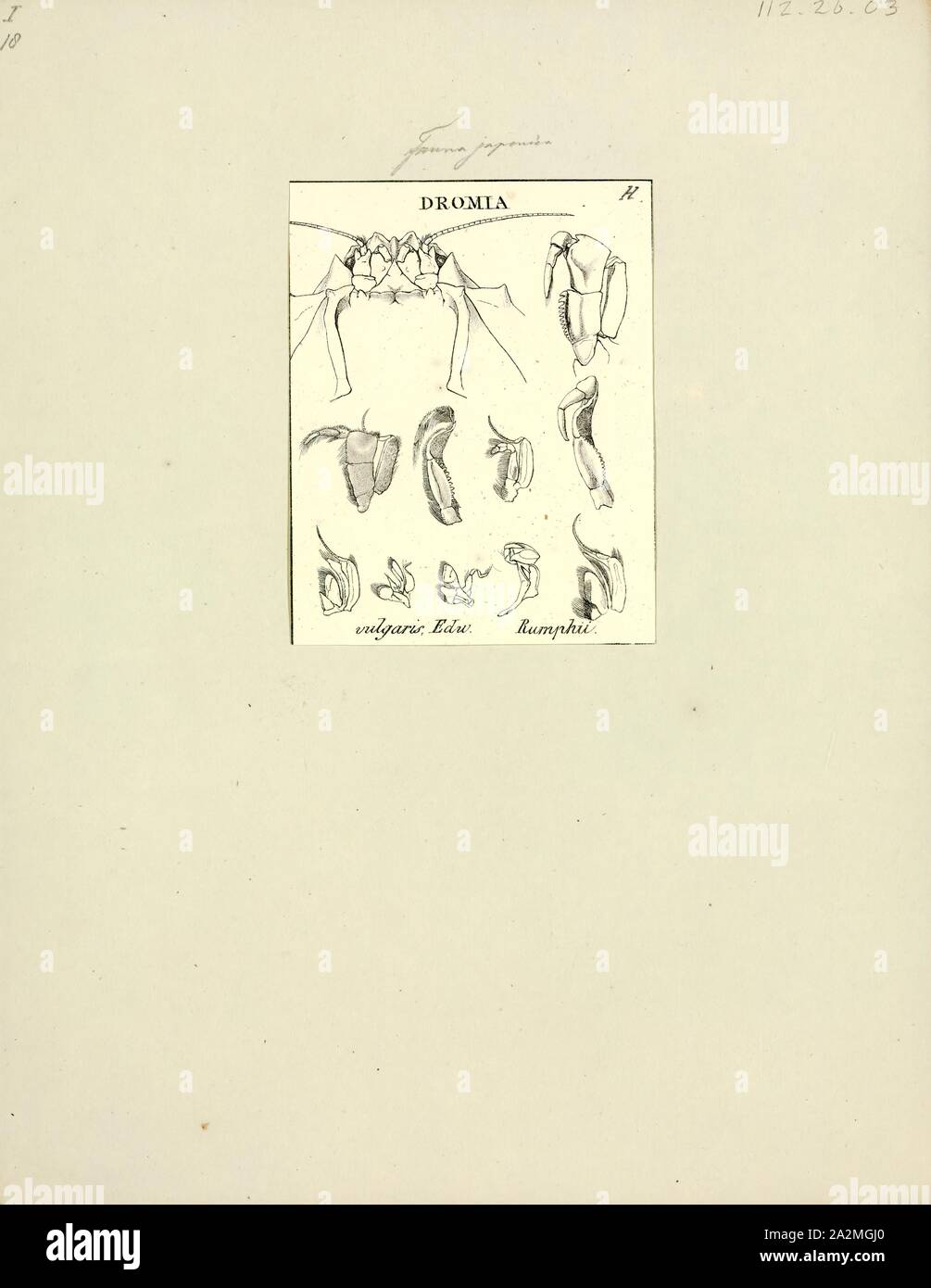 Dromia vulgaris, Drucken, Dromia personata ist eine Pflanzenart aus der Gattung der Krabbe in der Nordsee, im Mittelmeer gefunden, und Verbindungsstücke des nordöstlichen Atlantik. Sie wächst bis auf eine Panzerlänge von 53 mm (2.1 in), und lebt hauptsächlich von der unteren Ufer bis zu einer Tiefe von 8 m (26 ft), oder gelegentlich auf 100 Meter (330 ft), und oft in Höhlen. Die letzten beiden Beinpaare sind dorsal positioniert und werden von jungen Krabben verwendet ein Schwamm an Ort und Stelle zu halten als Tarnung Stockfoto