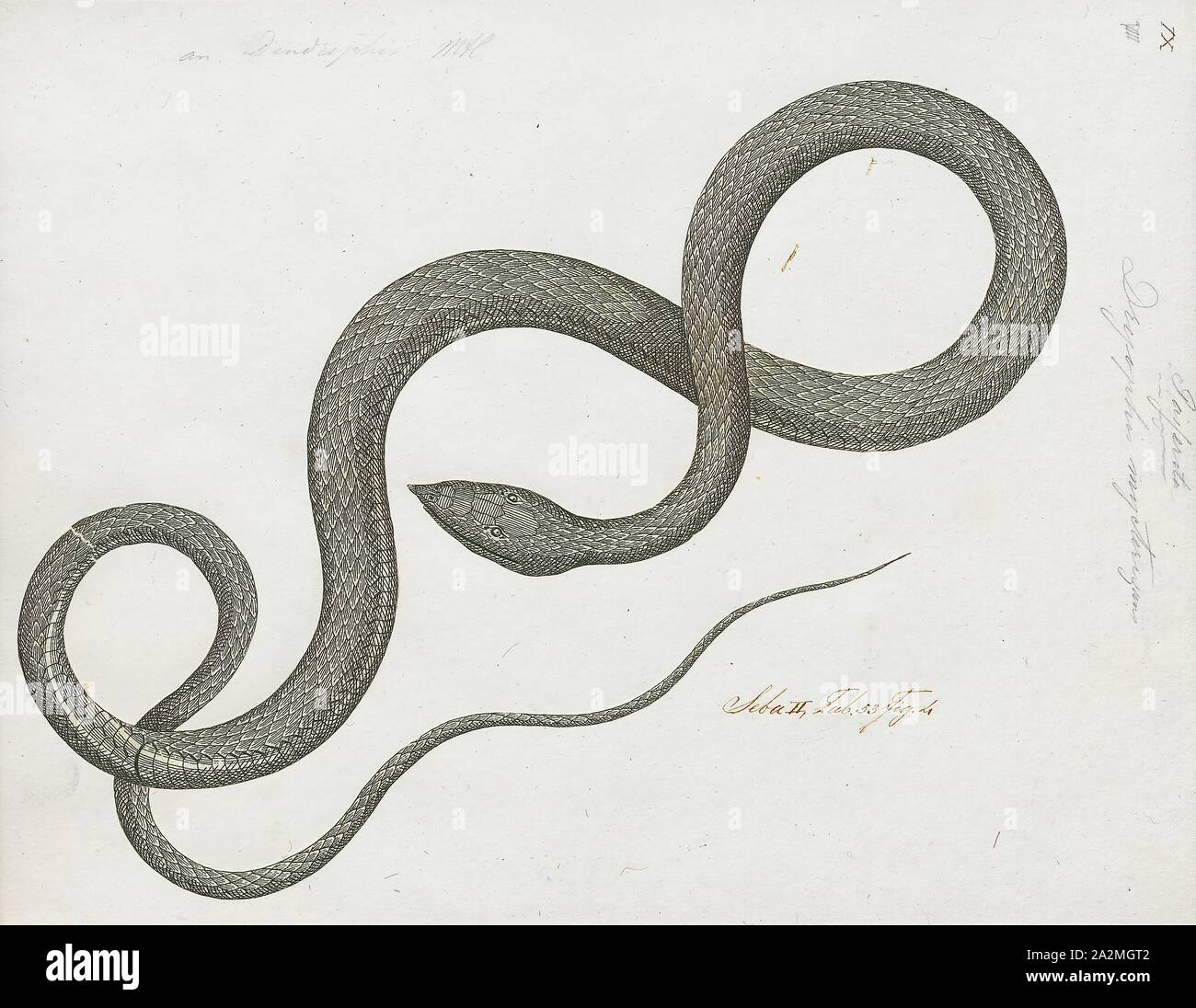 Dryophis mycterizans, Drucken, Ahaetulla nasuta, auch als gemeinsame Weinstock Schlange bekannt und Spitzzange peitsche Schlange, ist eine schlanke Green tree snake in Indien, Sri Lanka, Bangladesch, Burma, Thailand, Kambodscha und Vietnam., 1734-1765 gefunden Stockfoto