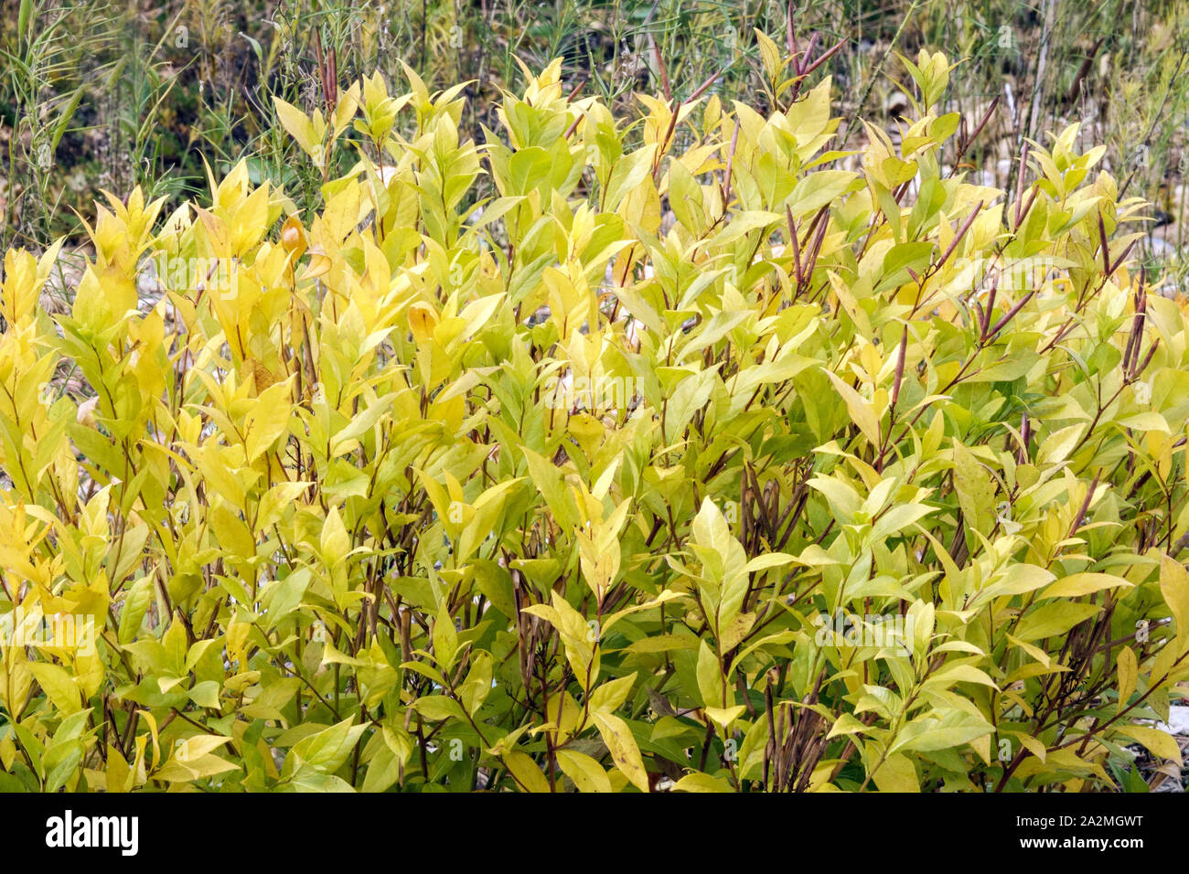 Zwerg Blue Star Amsonia tabernaemontana hort Stapel' Stockfoto