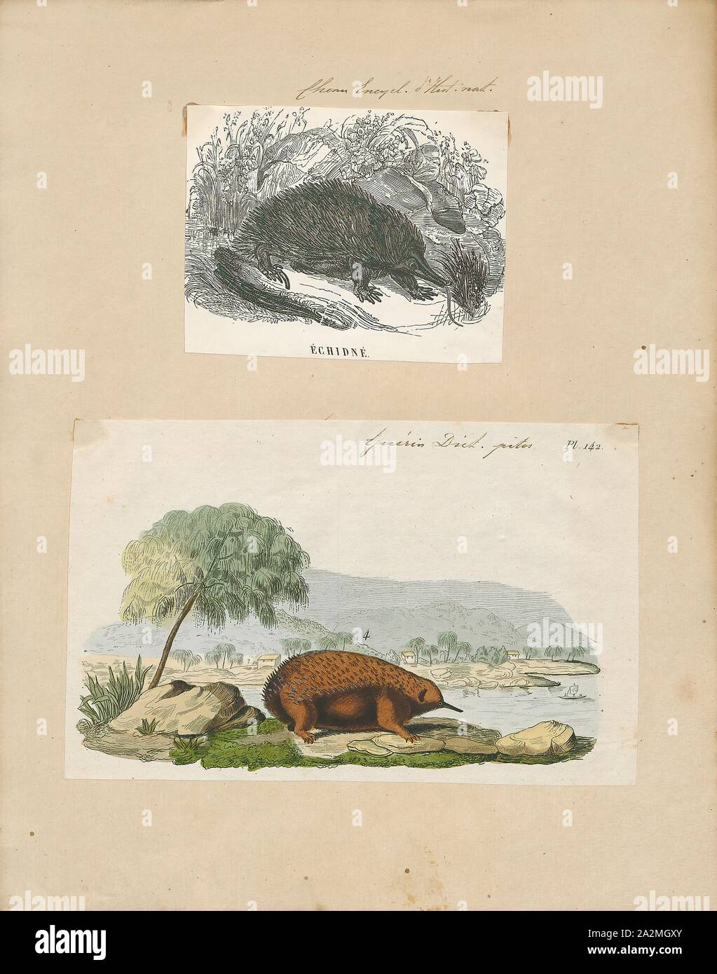 Echidna histrix, Drucken, Echidnas, manchmal bekannt als Stacheligen