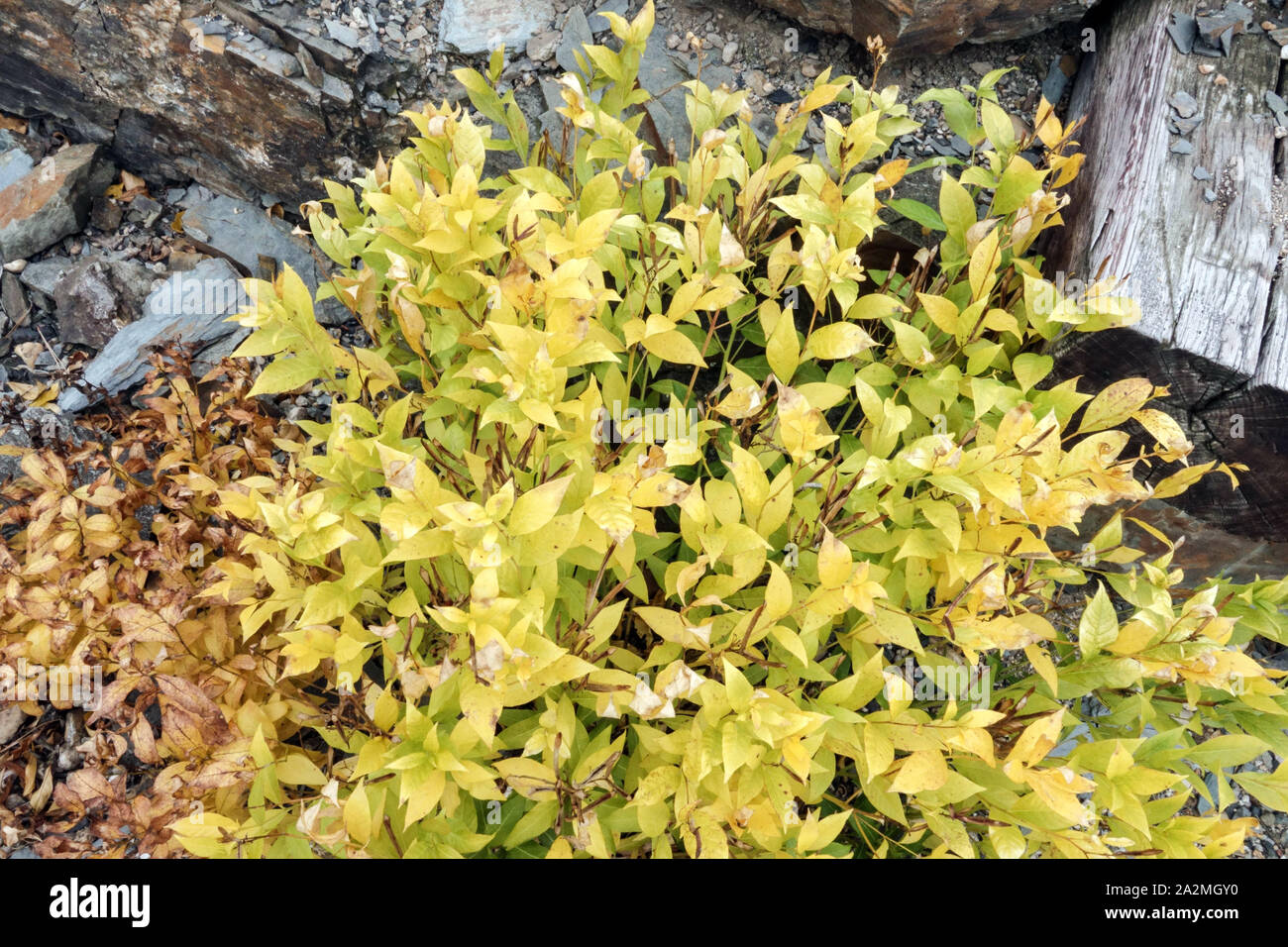 Zwerg Blue Star Amsonia tabernaemontana hort Stapel' Stockfoto