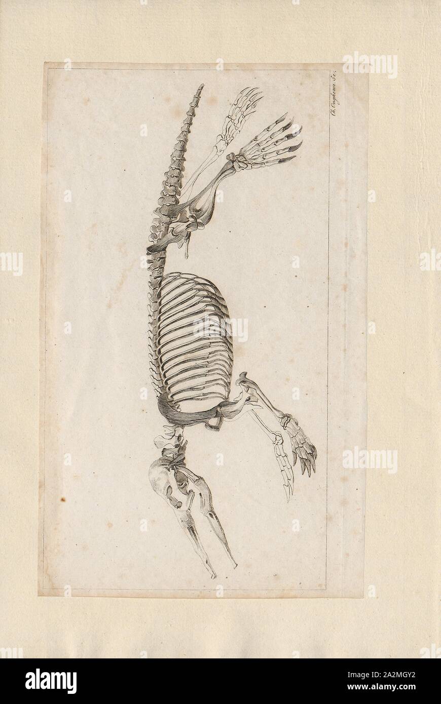 Echidna spec., Drucken, Echidnas, manchmal bekannt als Stacheligen Ameisenbären, gehören zur Familie Tachyglossidae monotreme in der Reihenfolge der eierlegende Säugetiere. Die vier bestehenden Arten der Schnabeligel und Schnabeltiere sind die einzigen lebenden Säugetiere, die Eier legen und der einzige Überlebende Mitglieder des Ordens Monotremata. Die Ernährung von einigen Arten besteht aus Ameisen und Termiten, aber sie sind nicht eng mit dem wahren Ameisenbären Amerikas, die xenarthrans Verwandte, Faultiere und Gürteltiere. Echidnas leben in Australien und Neuguinea., Skelett Stockfoto