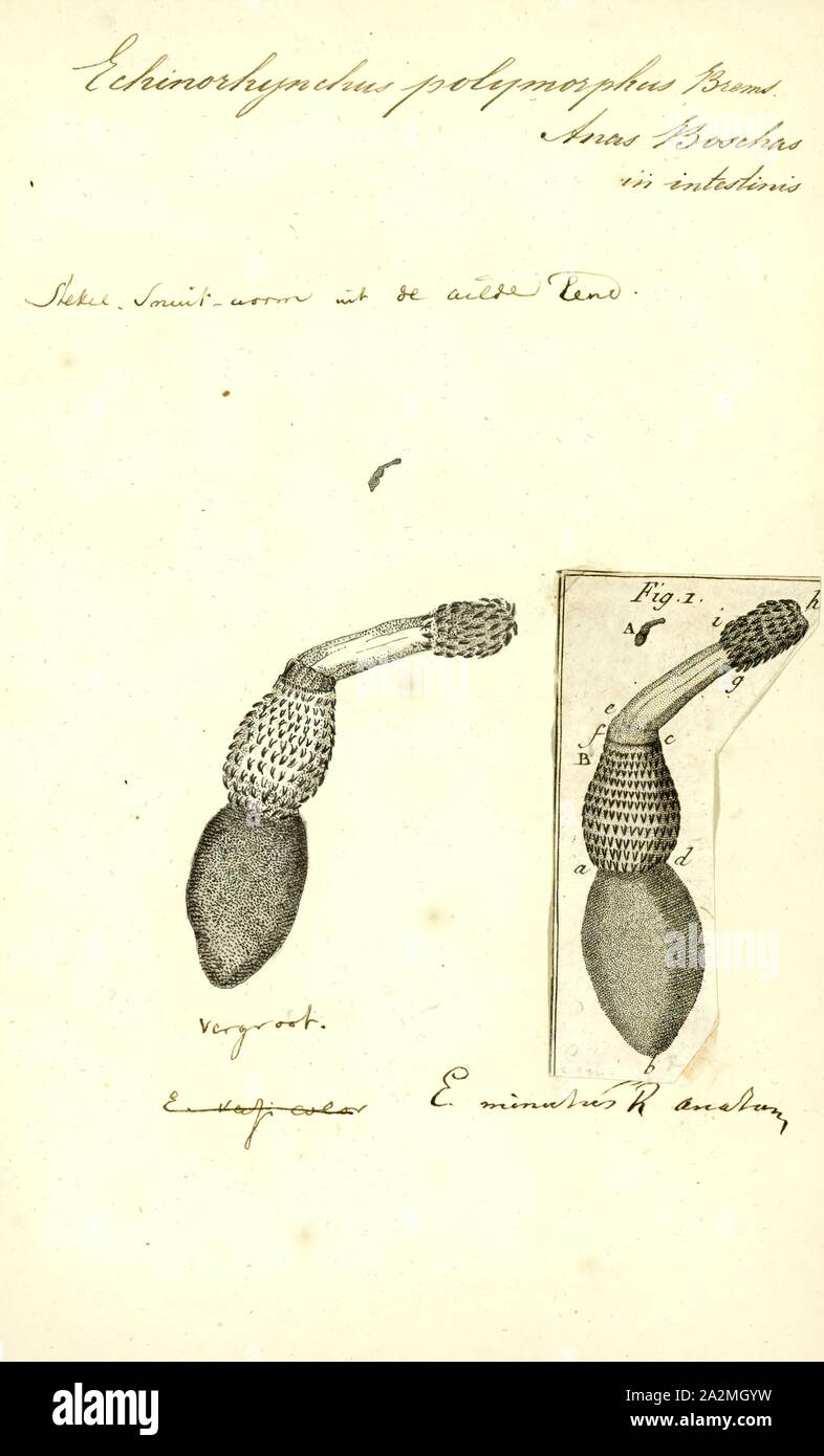 Echinorhynchus polymorphus, Drucken, Echinorhynchus ist eine Gattung der acanthocephalan parasitische Würmer. Sie parasitieren eine Vielzahl von Fischen aus sowohl marine als auch frisches Wasser. Die intermediate Host ist in der Regel ein krebstier Stockfoto