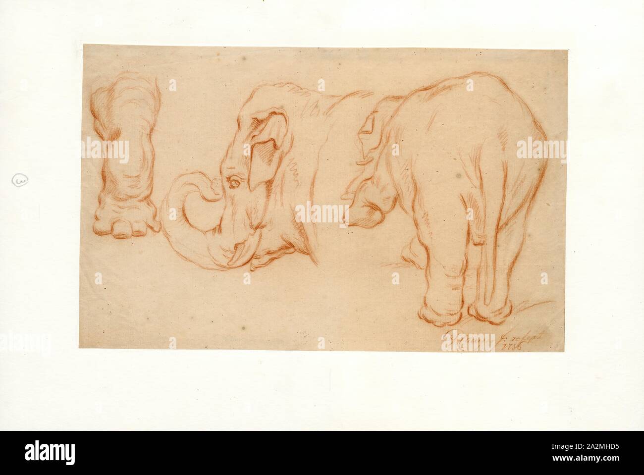Elephas indicus, Drucken, Elephas ist einer von zwei Überlebenden Gattungen in der Familie der Elefanten, Elephantidae, mit einem überlebenden Arten, den Asiatischen Elefanten, Elephas Maximus., 1756 Stockfoto
