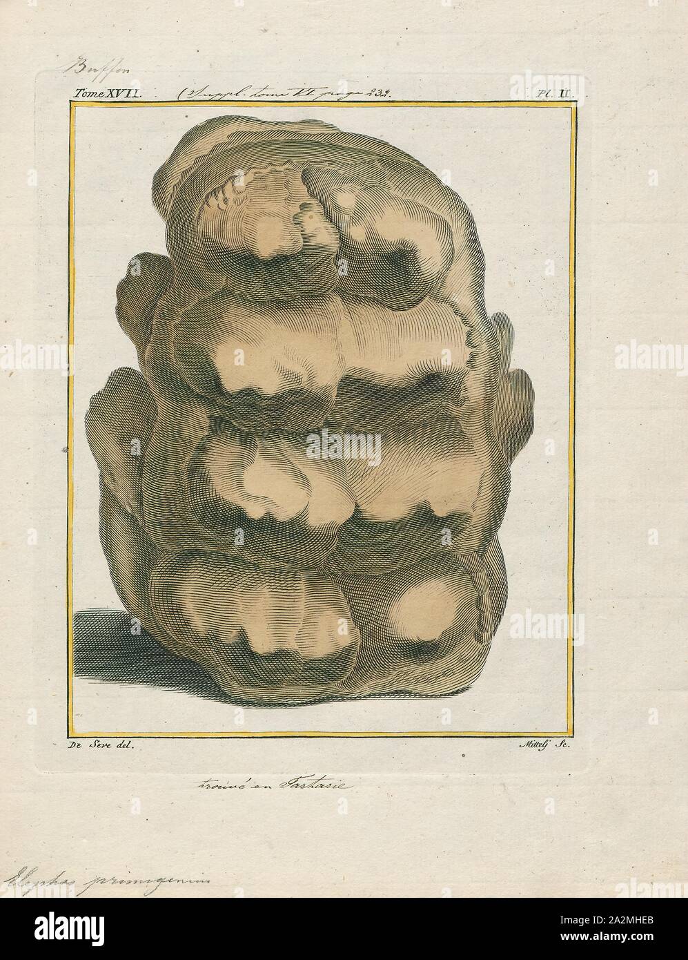 Elephas primigenius, Ausdrucken, die Mammuts (Mammuthus primigenius) ist eine ausgestorbene Arten von Mammut, die während des Pleistozän bis zu ihrem Aussterben in den frühen Holocene Epoche gelebt. Es war einer der letzten in einer Reihe von Mammut Arten, beginnend mit Mammuthus subplanifrons im frühen Pliozän. Die Mammuts von der Steppe Mammoth über 400, 000 Jahren in Ostasien auseinander. Ihre nächsten lebenden Verwandten ist der asiatische Elefant. Die Darstellung und das Verhalten dieser Art sind unter den Besten studierte von prähistorischen Tier wegen der Entdeckung der gefrorenen Schlachtkörpern in Sibirien Stockfoto