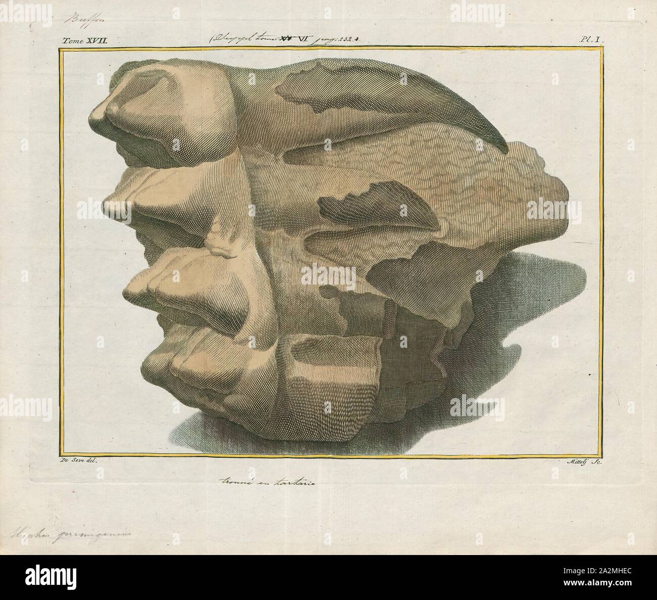 Elephas primigenius, Ausdrucken, die Mammuts (Mammuthus primigenius) ist eine ausgestorbene Arten von Mammut, die während des Pleistozän bis zu ihrem Aussterben in den frühen Holocene Epoche gelebt. Es war einer der letzten in einer Reihe von Mammut Arten, beginnend mit Mammuthus subplanifrons im frühen Pliozän. Die Mammuts von der Steppe Mammoth über 400, 000 Jahren in Ostasien auseinander. Ihre nächsten lebenden Verwandten ist der asiatische Elefant. Die Darstellung und das Verhalten dieser Art sind unter den Besten studierte von prähistorischen Tier wegen der Entdeckung der gefrorenen Schlachtkörpern in Sibirien Stockfoto