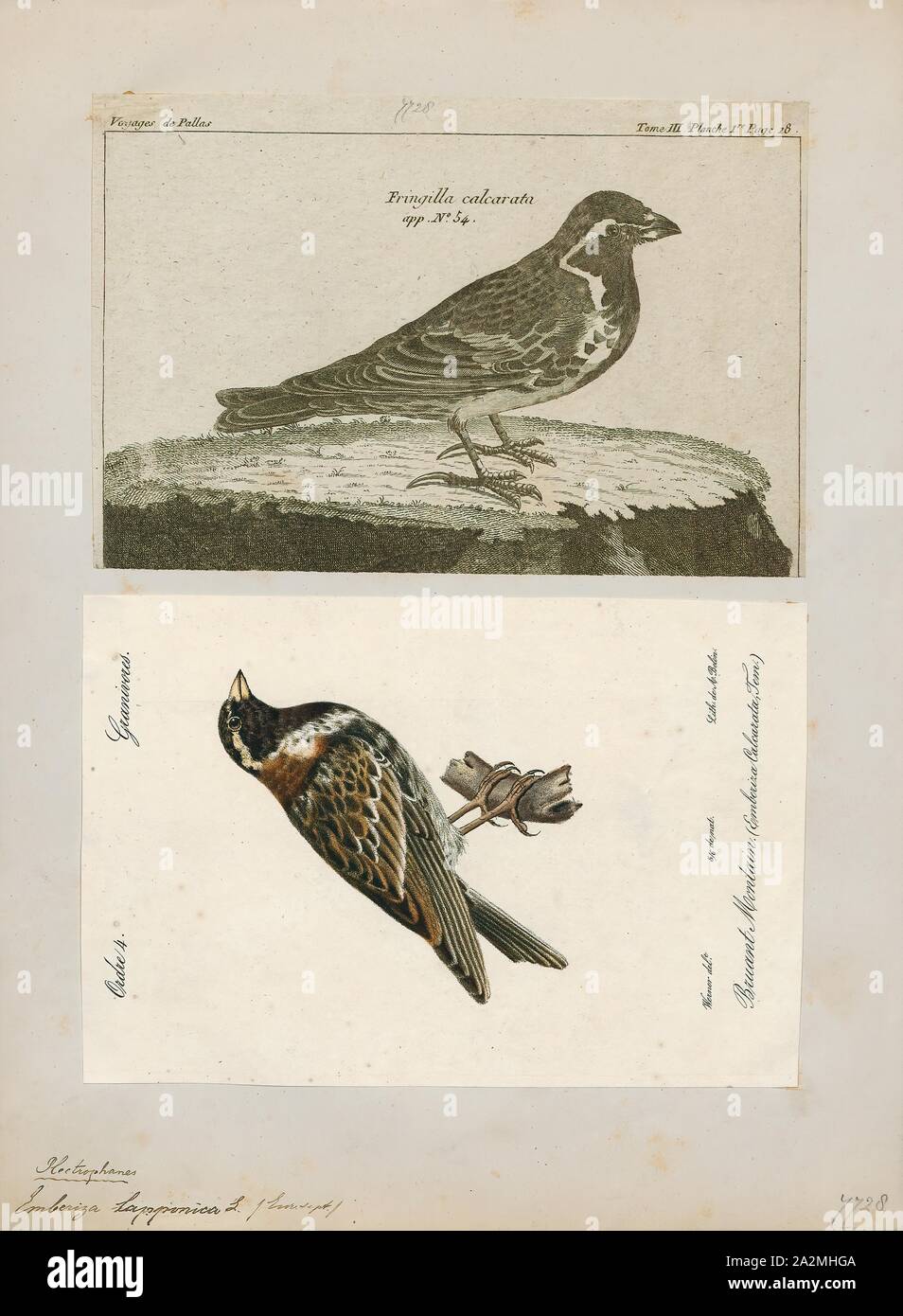 Emberiza lapponica, Drucken, Bunting (Vogel), den ammern sind eine Gruppe aus der Alten Welt Vögel bilden die Gattung Emberiza, die einzige Gattung in der Familie Emberizidae. Sie sind Samen fressende Vögel mit Stubby, konische Rechnungen., 1700-1880 Stockfoto