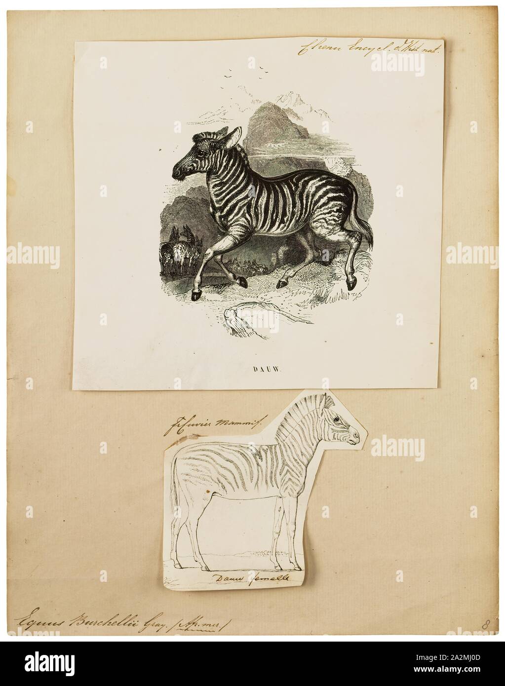 Equus burchellii, Drucken, Burchell's Zebra (Equus quagga burchellii) ist eine Unterart der Plains Zebra. Es ist benannt nach dem britischen Entdecker und Naturforscher William John burchell. Gemeinsamen Namen gehören die bontequagga, Damaraland, und Zululand zebra Zebra (Gray, 1824). Burchell's Zebra ist die einzige Unterart von Zebra, die rechtlich für den menschlichen Verzehr gezüchtet werden., 1700-1880 Stockfoto