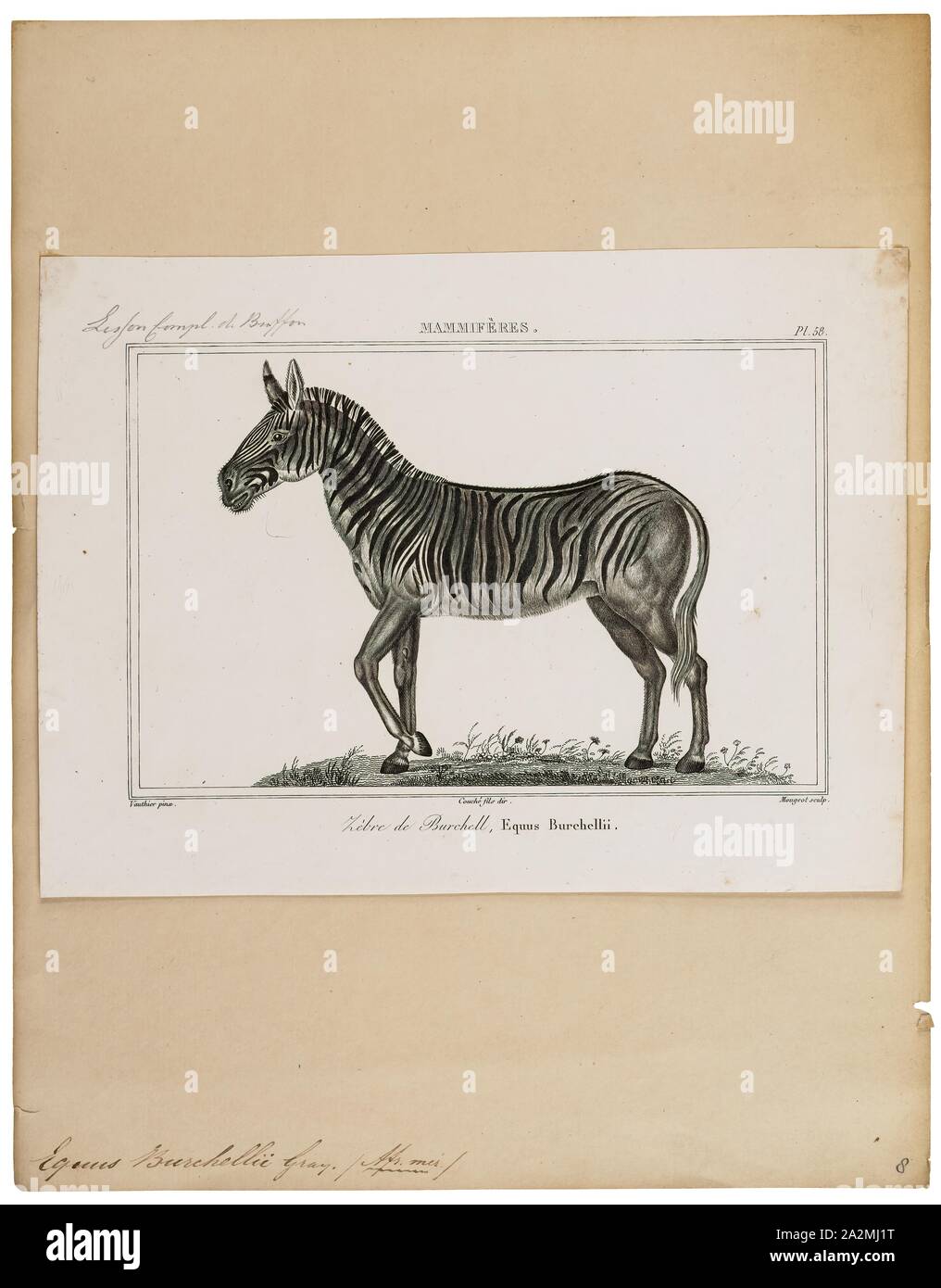 Equus burchellii, Drucken, Burchell's Zebra (Equus quagga burchellii) ist eine Unterart der Plains Zebra. Es ist benannt nach dem britischen Entdecker und Naturforscher William John burchell. Gemeinsamen Namen gehören die bontequagga, Damaraland, und Zululand zebra Zebra (Gray, 1824). Burchell's Zebra ist die einzige Unterart von Zebra, die rechtlich für den menschlichen Verzehr gezüchtet werden., 1700-1880 Stockfoto