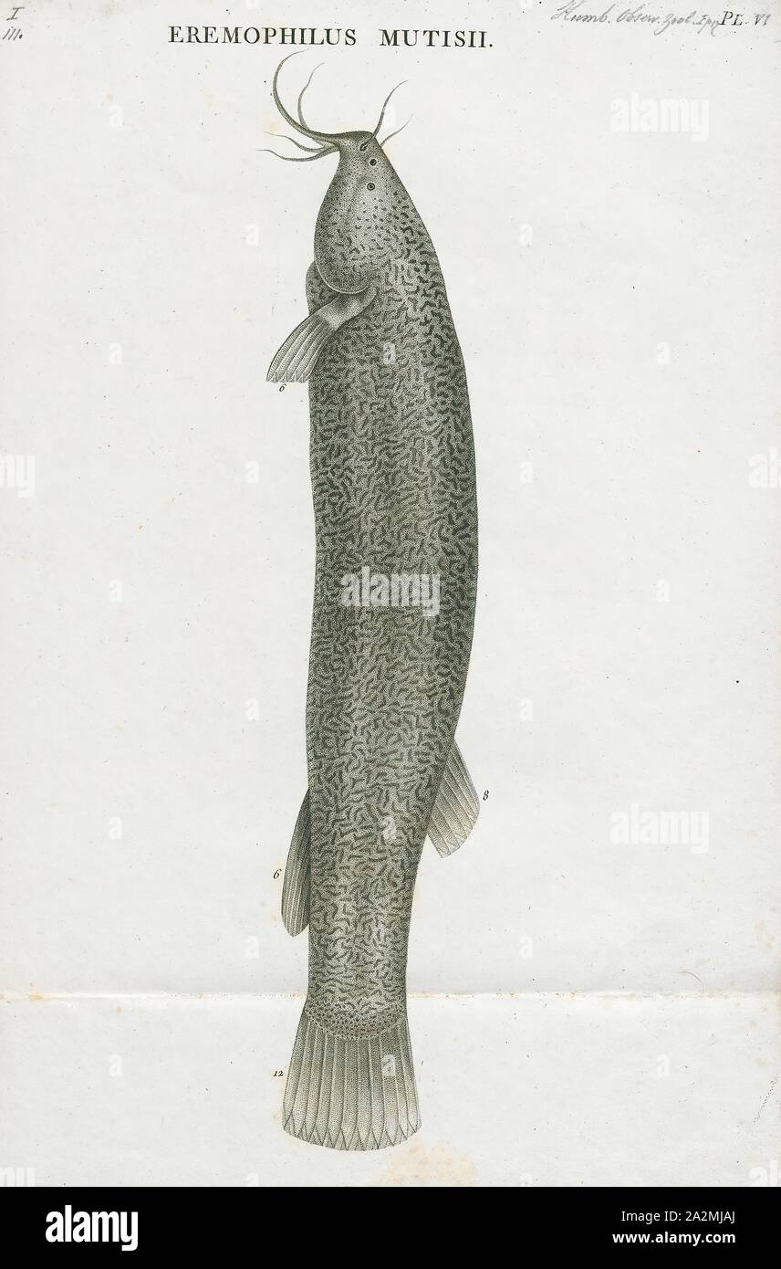 Eremophilus mutisii, Drucken, Eremophilus mutisii ist eine Pflanzenart aus der Gattung der Welse (Siluriformes) der Familie Trichomycteridae, und der einzige Vertreter seiner Gattung. Dieser Fisch wächst auf etwa 30 cm (12 in) und stammt aus der Stadt Bogotá River Basin, einem Nebenfluss des Rio Magdalena. Es hat wahrscheinlich zu Ubaté, Chiquinquirá eingeführt, und Tundama Täler, Kolumbien., 1700-1880 Stockfoto