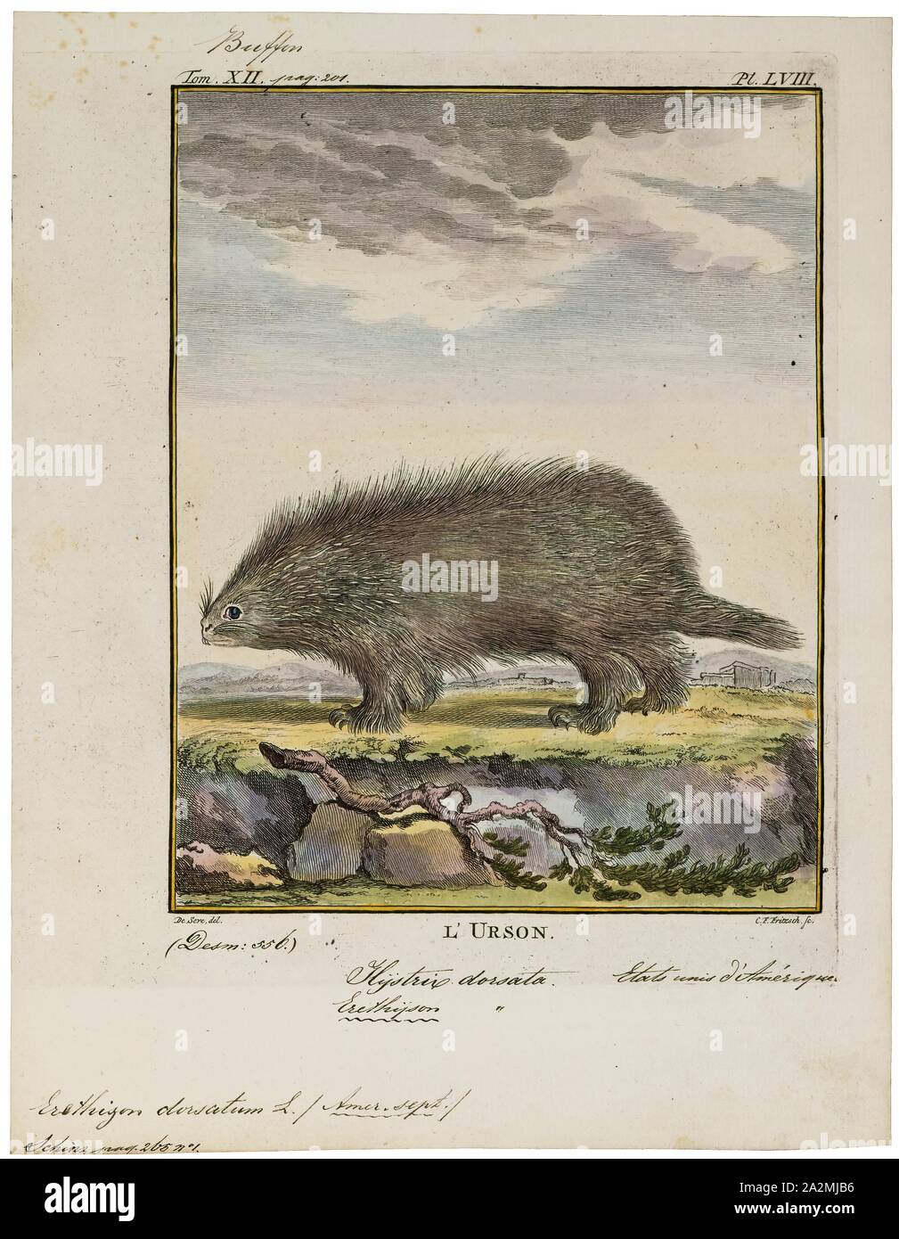 Erethizon dorsatum, Drucken, der North American Porcupine (Erethizon dorsatum), auch als die Kanadische Krümmungsanalyse mit Stacheln Krümmungsanalyse mit Stacheln Krümmungsanalyse mit Stacheln oder gemeinsame bekannt, ist ein großes Nagetier in der Neuen Welt "porcupine"-Familie. Der Biber ist das einzige Nagetier in Nordamerika, der größer ist als der Nordamerikanische Stachelschwein. Der Igel ist ein caviomorph Nagetier, deren Vorfahren mitunterzeichnete über den Atlantik von Afrika nach Brasilien über 30 Millionen Jahren, und dann migriert nach Nordamerika während des großen amerikanischen Datenaustausch nach dem Isthmus von Panama 3 Millionen Jahren stieg., 1700-1880 Stockfoto