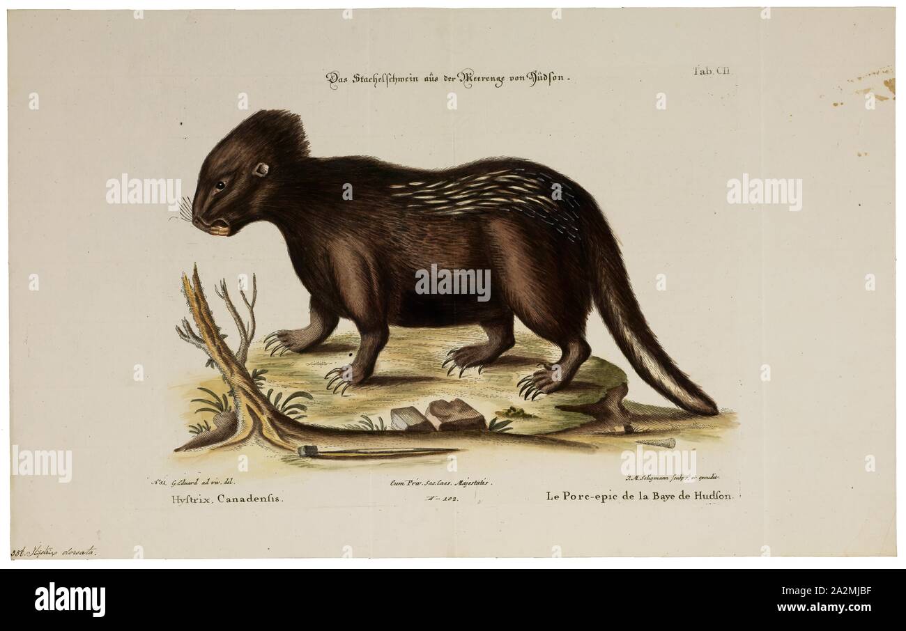Erethizon dorsatum, Drucken, der North American Porcupine (Erethizon dorsatum), auch als die Kanadische Krümmungsanalyse mit Stacheln Krümmungsanalyse mit Stacheln Krümmungsanalyse mit Stacheln oder gemeinsame bekannt, ist ein großes Nagetier in der Neuen Welt "porcupine"-Familie. Der Biber ist das einzige Nagetier in Nordamerika, der größer ist als der Nordamerikanische Stachelschwein. Der Igel ist ein caviomorph Nagetier, deren Vorfahren mitunterzeichnete über den Atlantik von Afrika nach Brasilien über 30 Millionen Jahren, und dann migriert nach Nordamerika während des großen amerikanischen Datenaustausch nach dem Isthmus von Panama 3 Millionen Jahren stieg., 1700-1880 Stockfoto