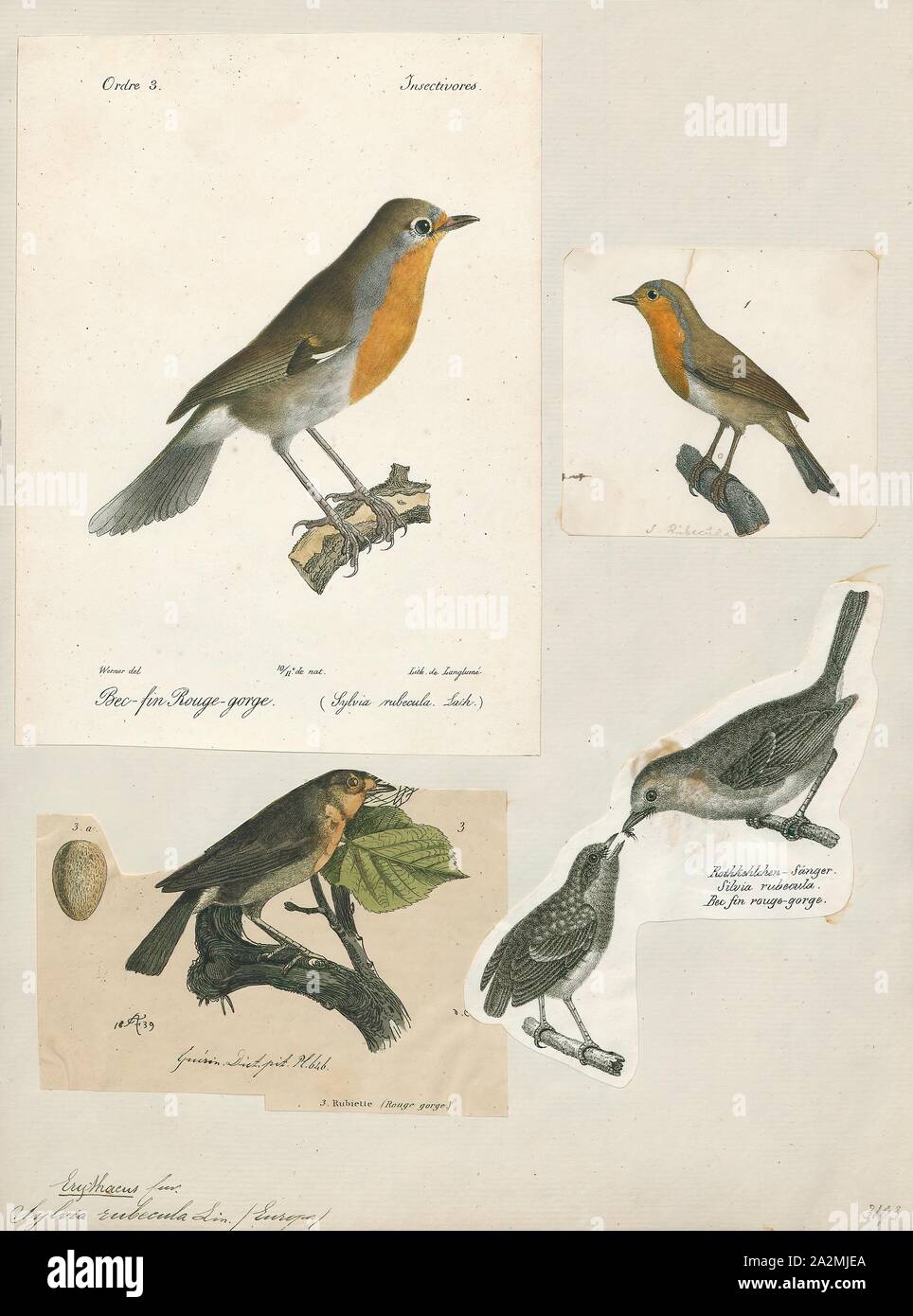 Erythacus rubecula, Drucken, 1700-1880 Stockfoto