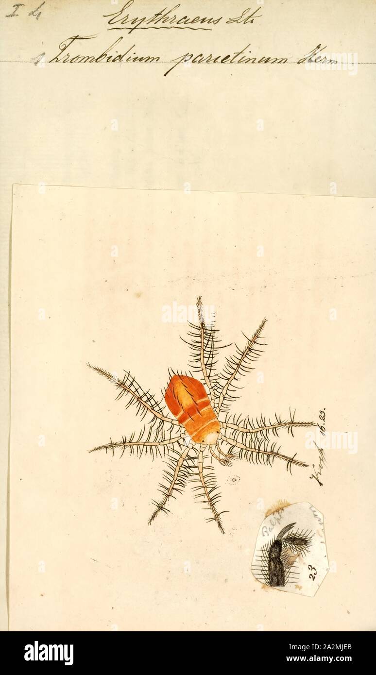 Erythraeus, Drucken, Erythraeus ist eine Gattung der Milben aus der Familie Erythraeidae. Diese sind große rote Milben mit zwei Paar Augen und langen Beinen (die erste und die vierte Paare sind oft länger als der Körper Stockfoto