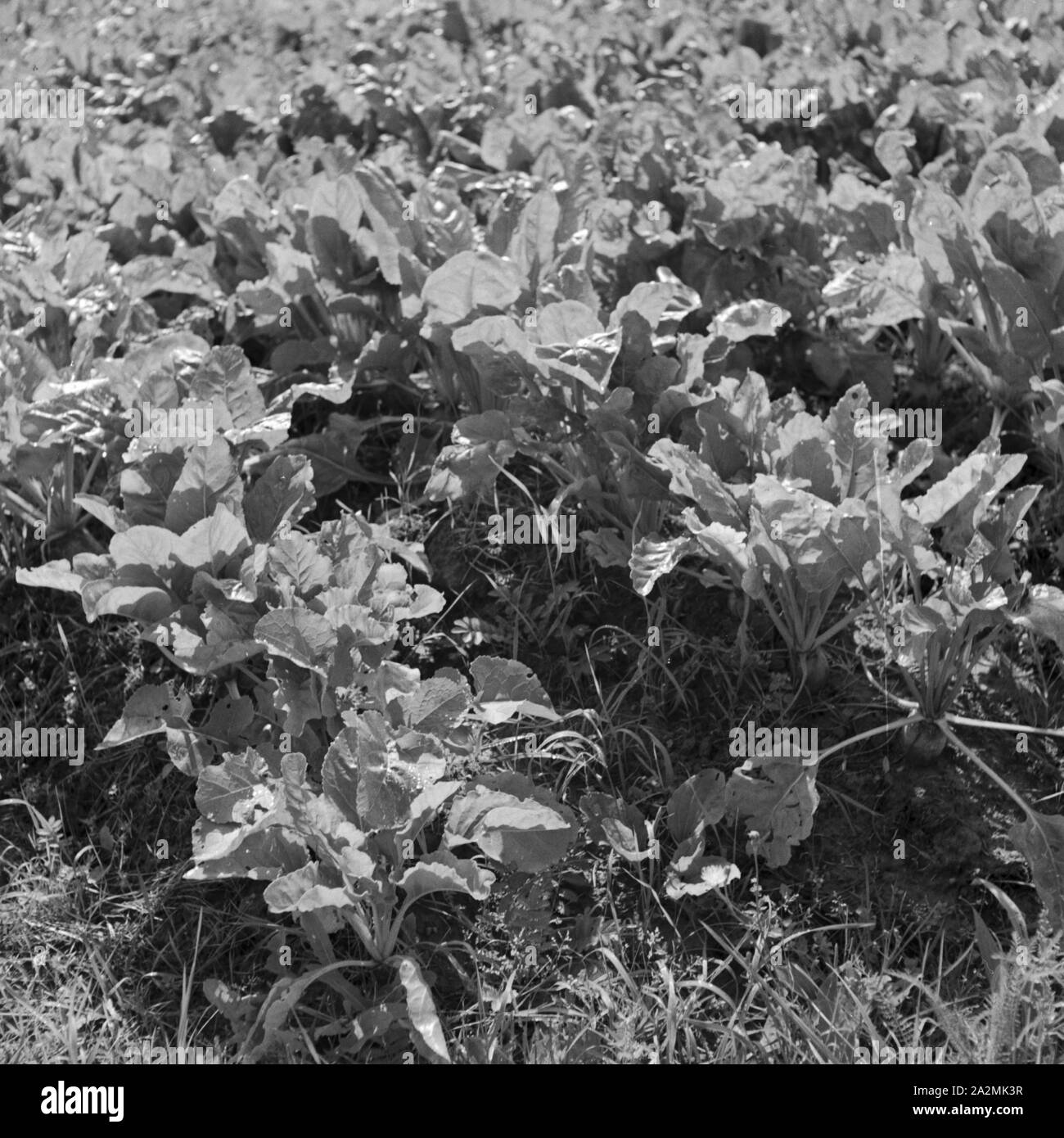 Karotten mit dem Feld, Deutschland 1930er Jahre. Karotten auf dem Feld, Deutschland 1930. Stockfoto