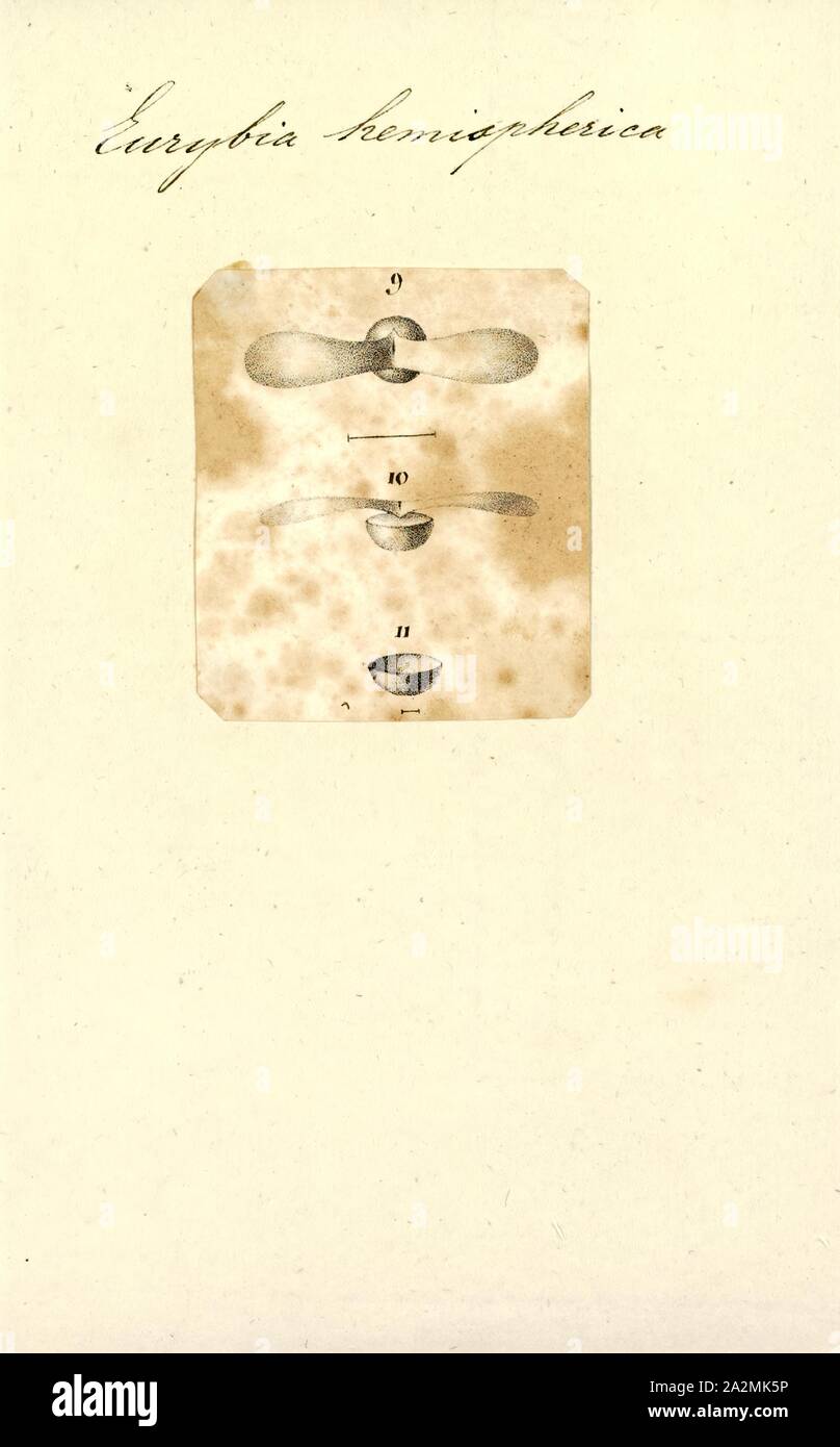 Eurybia Eurybia hemispherica, Drucken, hemispherica, allgemein bekannt als die südlichen Prärie aster, ist eine krautartige Pflanze, die für den zusammengesetzten Familie (Asteraceae). Sie ist heimisch in den südlichen Vereinigten Staaten, vor allem der unteren Mississippi Valley und südöstlichen Great Plains von Kansas South Texas und von Osten nach Kentucky, Tennessee und das Florida Panhandle. Sein Lebensraum ist in der Regel in Berggebieten Prärien oder trockenen Savannen. Es ist weniger häufig in offenen feuchten Bereichen gefunden, in sandig-lehmigen Boden Stockfoto