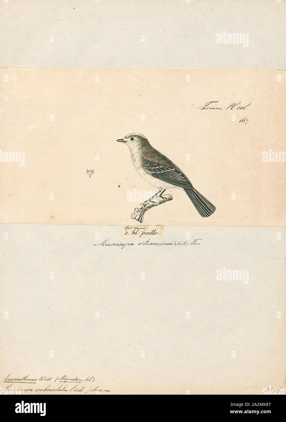 Euscarthmus subcristatus, Drucken, Euscarthmus ist eine Gattung der Südamerikanischen Vögel in der Tyrann schopftyrann Familie Tyrannidae., 1700-1880 Stockfoto