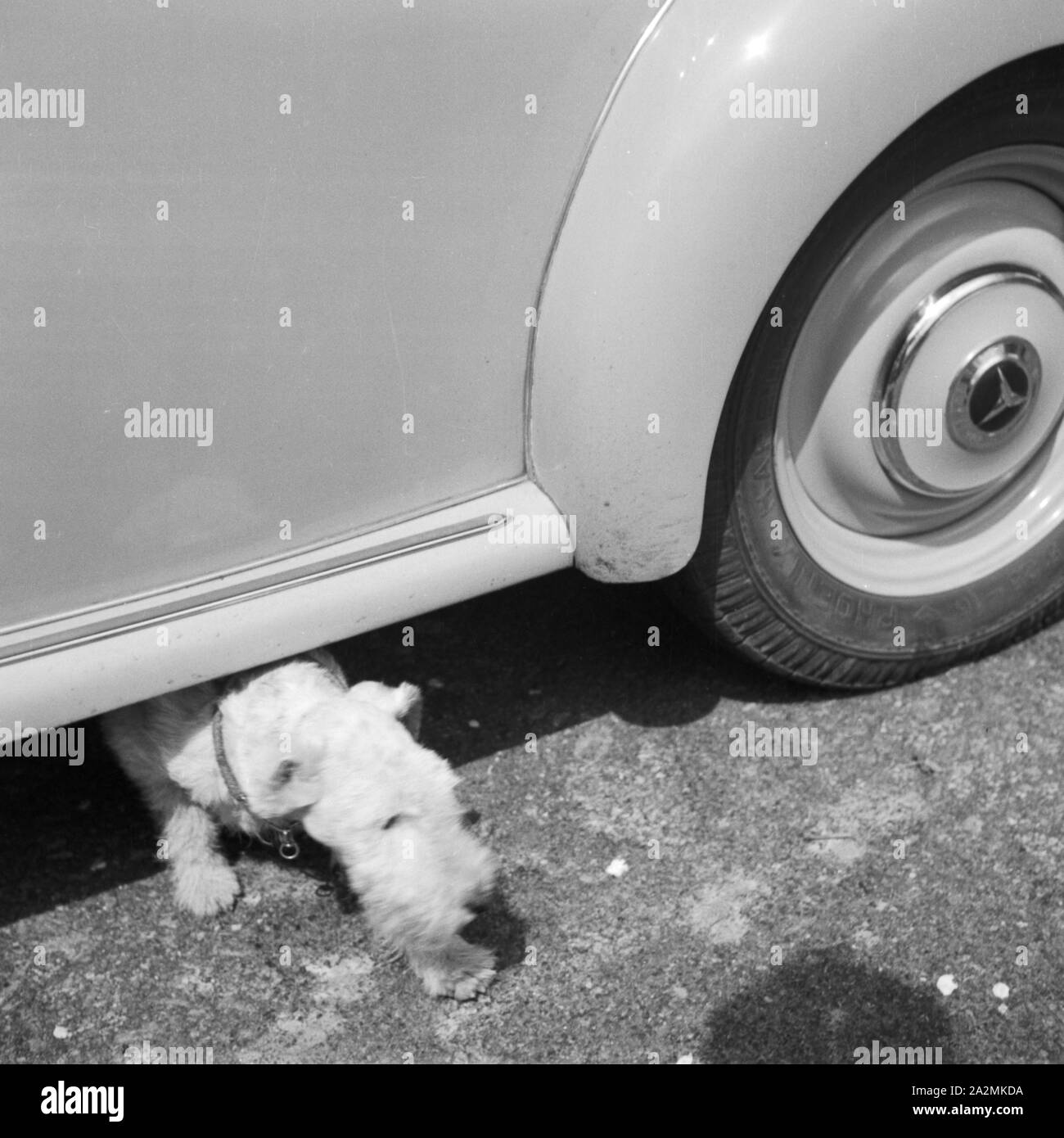 Ein Hund kriecht unter einem Mercedes Benz Cabrio hervor, Deutschland 1930er Jahre. Ein Nebel kriecht unter ein Mercedes Benz Cabrio, Deutschland 1930. Stockfoto