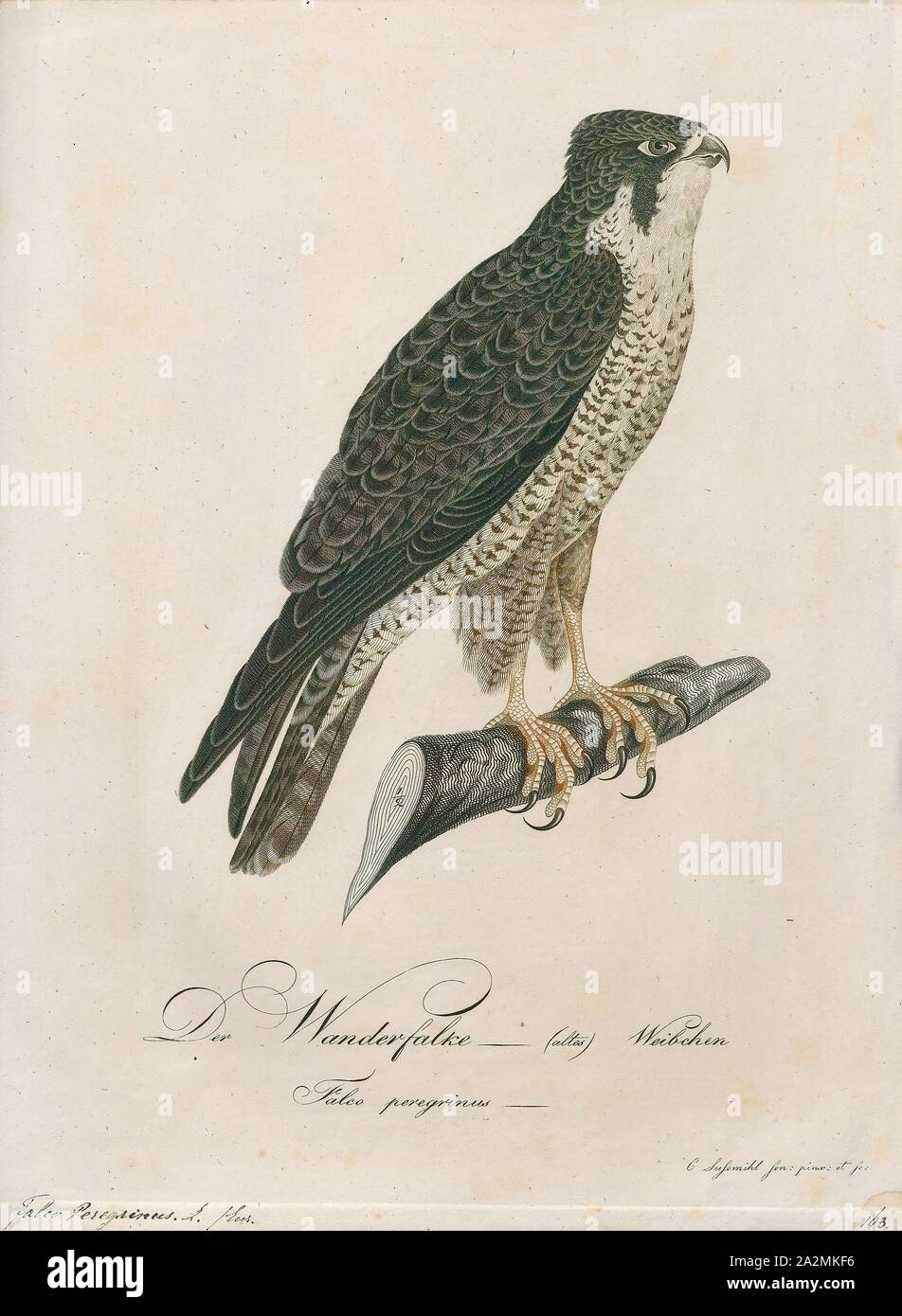 Falco peregrinus, Drucken, DER WANDERFALKE (FALCO PEREGRINUS), auch als die Peregrine bekannt und historisch als die Ente hawk in Nordamerika, ist eine weit verbreitete Raubvogel (Raptor) in der Familie Falconidae. Eine große, Krähe, Falcon, es hat eine blau-grau zurück, verjähren weiße Unterseite und einen schwarzen Kopf. Die Peregrine ist bekannt für seine Geschwindigkeit und erreicht über 320 km/h (200 mph) während seiner charakteristischen Jagd stoop (High-Speed-Tauchgang) und ist damit der schnellste Vogel der Welt und der schnellste Mitglied der Animal Kingdom. Nach einem National Geographic TV-Programm, die höchste gemessene Geschwindigkeit Stockfoto