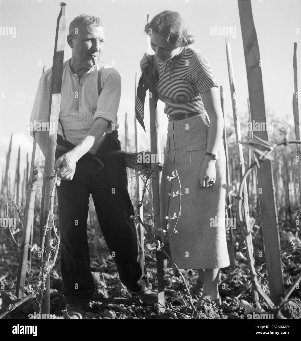 Ein Winzer zeigt einer jungen Frau seine Arbeit im Weinberg an der Weinstraße, Deutschland 1930er Jahre. Ein Winzer zeigt eine junge Frau, die seine Arbeit in seinem Weinberg in der Pfalz, Deutschland 1930. Stockfoto