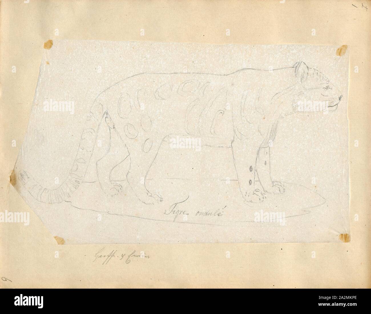 Felis macroscelis, Drucken, Felis ist eine Gattung der Kleinen und Mittleren cat Felinae Tierarten, die meisten von Afrika und südlich von 60° Breitengrad in Europa und Asien nach Indochina. Die Gattung umfasst die Hauskatze. Die kleinste Felis Arten ist der Schwarzfusskatze mit Kopf und Körper Länge von 38 bis 42 cm (15 bis 17). Die größte ist die Jungle Cat mit einem Kopf und Körper Länge von 62 bis 76 cm (24 bis 30 in)., 1818-1842 Stockfoto