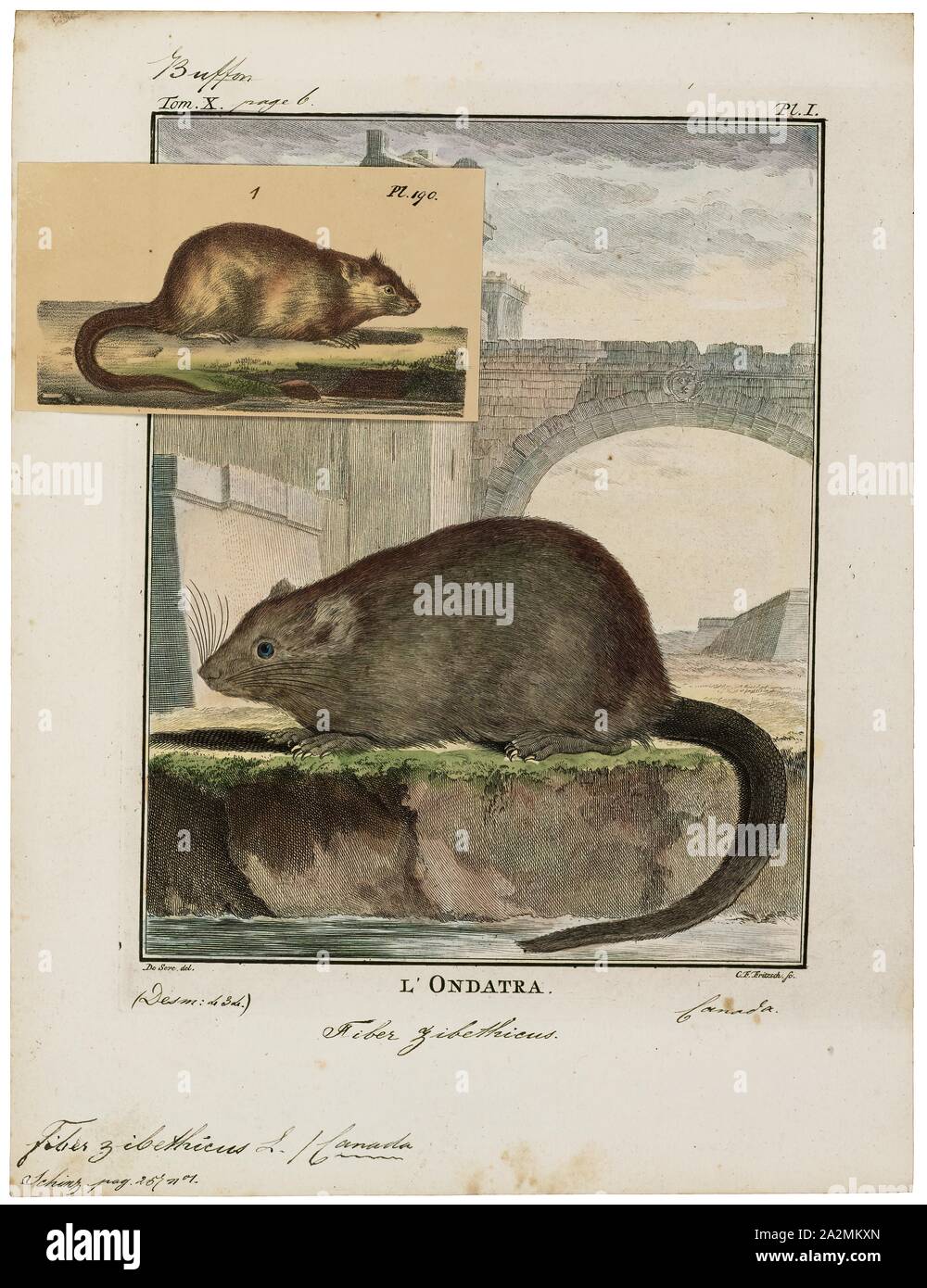 Fibre zibethicus, Drucken, die Bisamratte (Ondatra Zibethicus), die einzige Art in der Gattung Ondatra und Stamm Ondatrini, ist ein mittelständisches semiaquatic Nagetier in Nordamerika heimisch und eine eingeführte Arten in Teilen von Europa, Asien und Südamerika. Die Bisamratte ist in Feuchtgebieten über eine breite Palette von Klimazonen und Lebensräumen. Sie hat wichtige Auswirkungen auf die Ökologie der Feuchtgebiete, und ist eine Ressource von Lebensmitteln und Fell für den Menschen., 1700-1880 Stockfoto