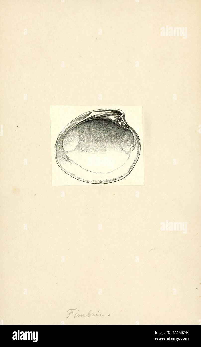 Fimbria, Drucken, ein FIMBRIA (Plural fimbriae, Adjektiv fimbriate) ist ein lateinisches Wort, Wörtlich bedeutet "Fringe". Es allgemein in der Wissenschaft und in der Medizin verwendet wird, mit ihrer Bedeutung je nach Studienfach oder den Kontext Stockfoto