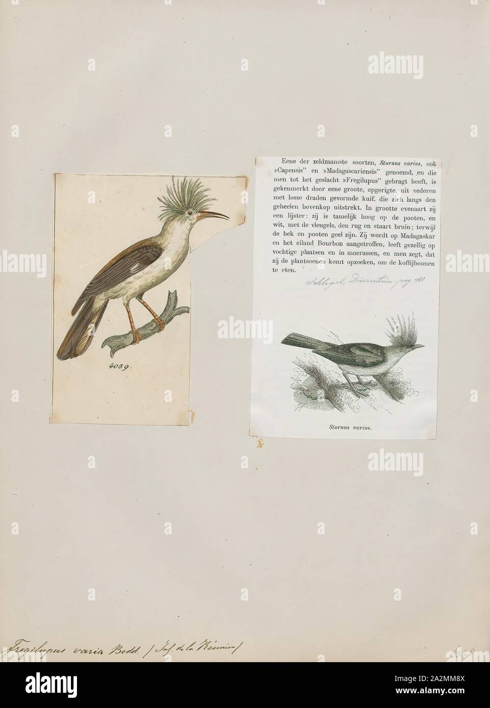Fregilupus Varia, Drucken, der wiedehopf Starling (Fregilupus varius), auch bekannt als die Insel Réunion starling oder Hopfstar, ist eine Pflanzenart aus der Gattung der starling, die auf den Maskarenen Insel Réunion lebten und starben in den 1850er Jahren. Seine nächsten Verwandten waren die Rodrigues starling und die Mauritius starling von nahe gelegenen Inseln, und die drei offenbar in Südostasien entstanden. Der Vogel wurde zum ersten Mal im 17 Jahrhundert erwähnt und war lange Zeit im Zusammenhang mit dem wiedehopf, aus denen der Name abgeleitet ist. Obwohl eine Reihe von affinitäten vorgeschlagen wurden, wurde bestätigt als Stockfoto