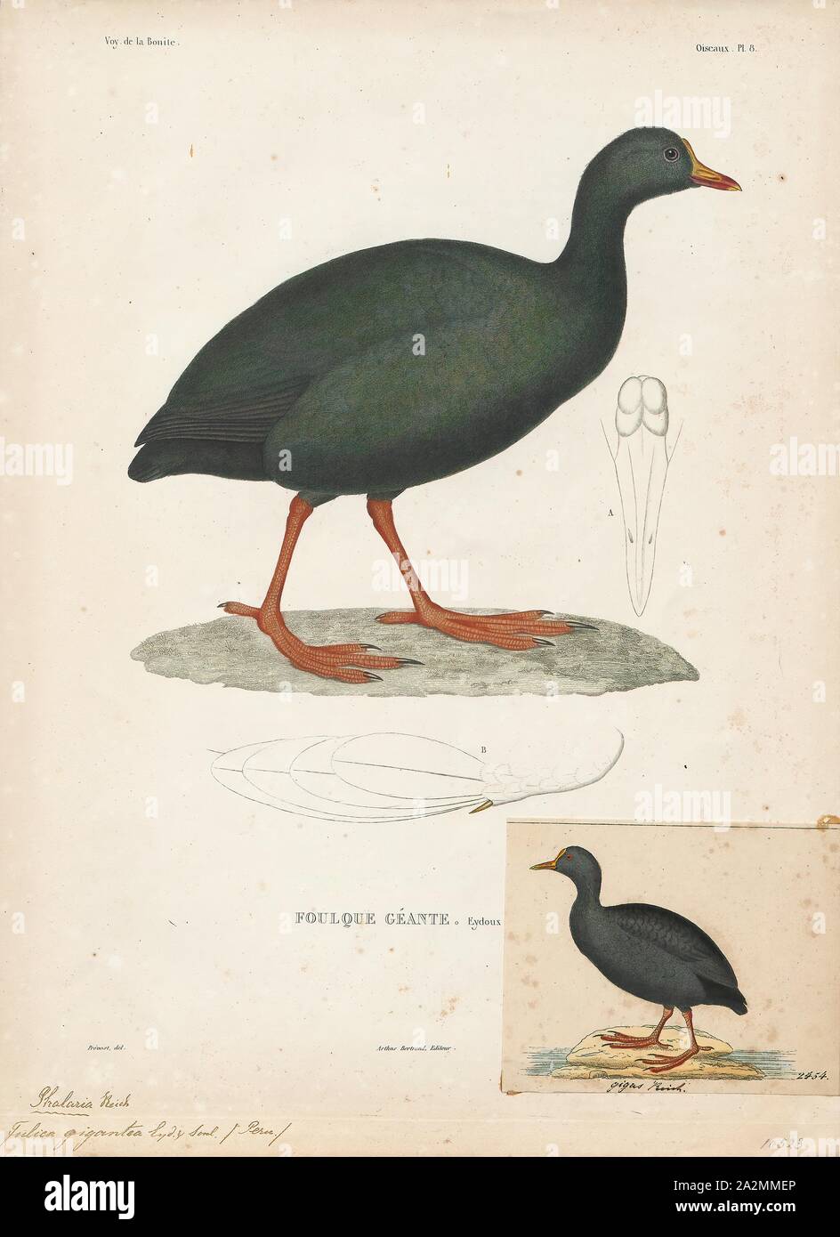 Fulica gigantea, Drucken, die riesigen Blässhuhn (Fulica gigantea) ist eine Pflanzenart aus der Gattung der blässhuhn aus Südamerika. Es ist an den Seen im Altiplano von zentralen Peru gefunden durch westliche Bolivien, im Nordosten Chile und extreme Nord-westlichen Argentinien., 1841-1852 Stockfoto