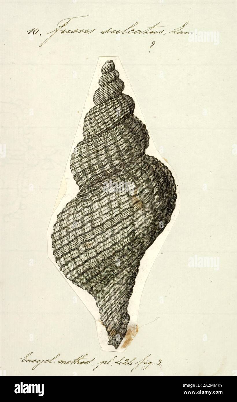 Fusus sulcatus, Drucken, Penion sulcatus ist eine Pflanzenart aus der Gattung der mittlere bis große räuberische marine Schnecke oder wellhornschnecken, die gemeinhin als die nördliche Siphon wellhornschnecken oder kākara Nui in Māori, die zu den wahren Wellhornschnecken Familie Buccinidae Stockfoto