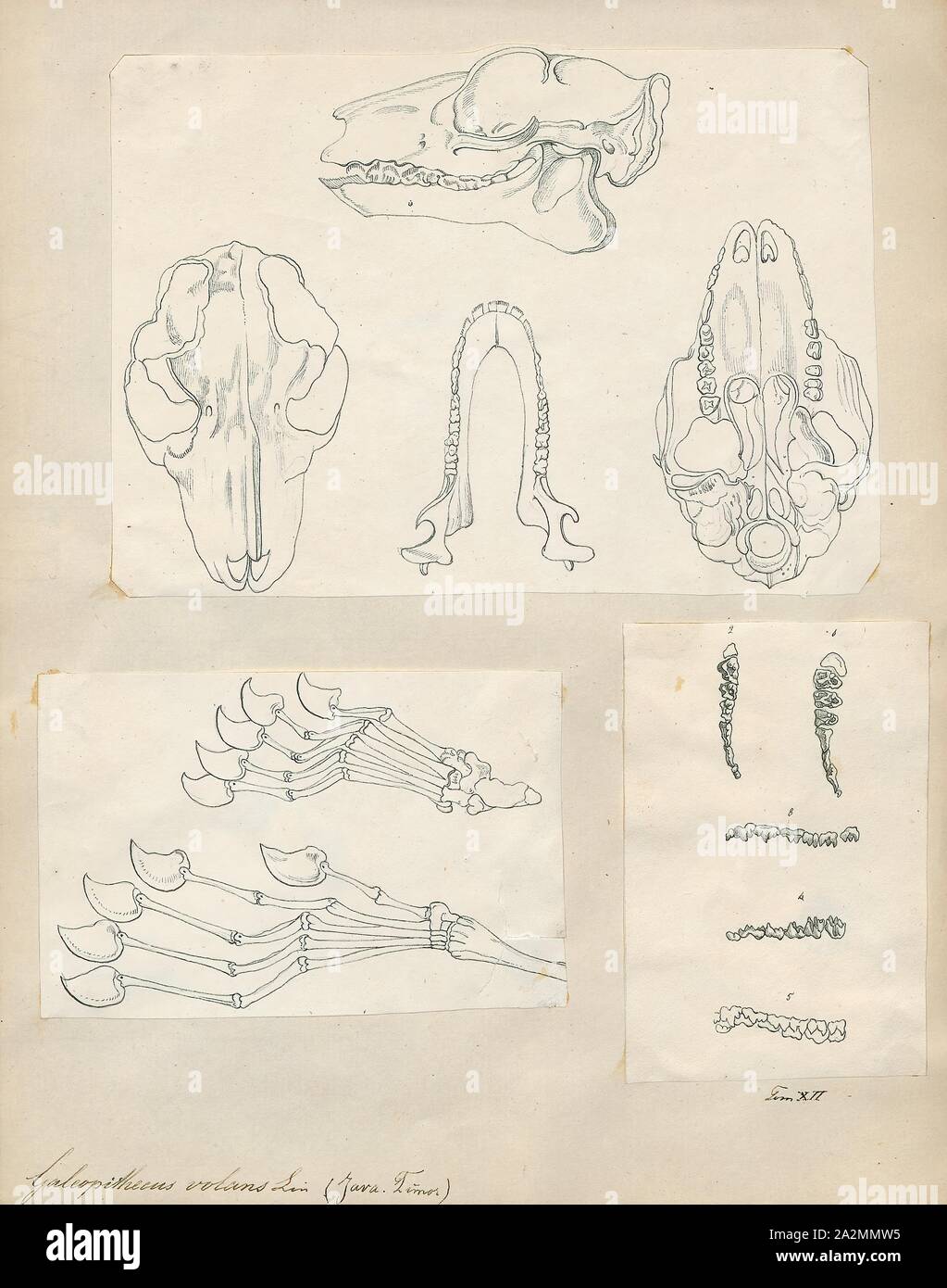 Galeopithecus volans Fotos und Bildmaterial in hoher Auflösung Alamy