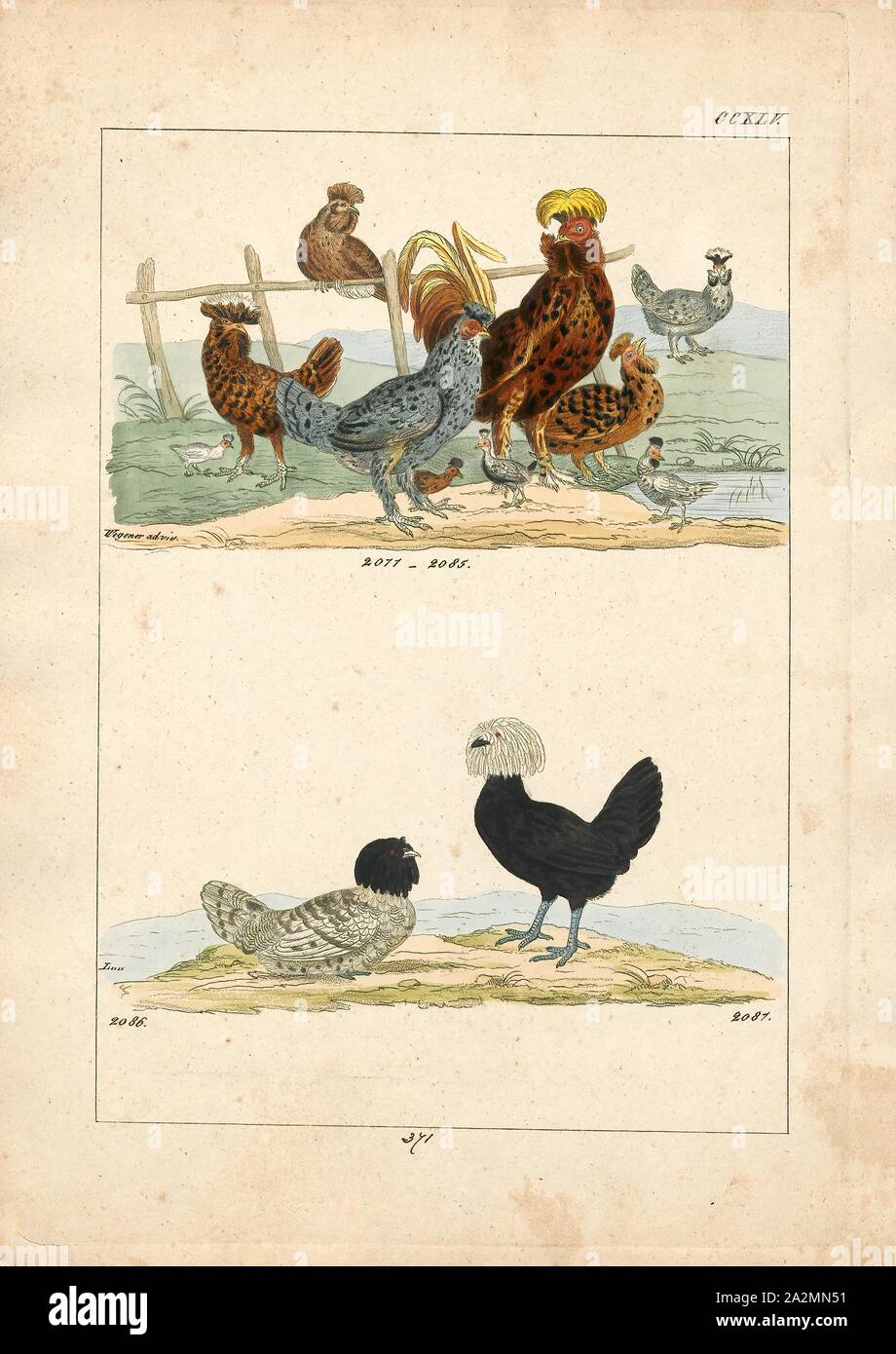 Gallus Art, Print, 1820-1863 Stockfoto