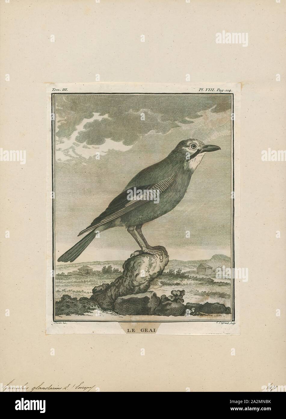 Garrulus glandarius, Drucken, die Eurasische Eichelhäher (Garrulus glandarius) ist eine Pflanzenart aus der Gattung der Vogel über eine große Region aus Westeuropa, Nord- und Westafrika auf den indischen Subkontinent und weiter an die Ostküste Asiens und in Südostasien. Auf seinen ausgedehnten Bereich, mehrere sehr unterschiedliche Rassen Formen entwickelt haben von einander sehr anders aussehen, besonders wenn bildet sich an der Spitze seines Bereichs verglichen werden., 1700-1880 Stockfoto