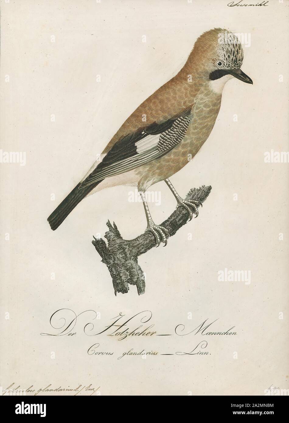 Garrulus glandarius, Drucken, die Eurasische Eichelhäher (Garrulus glandarius) ist eine Pflanzenart aus der Gattung der Vogel über eine große Region aus Westeuropa, Nord- und Westafrika auf den indischen Subkontinent und weiter an die Ostküste Asiens und in Südostasien. Auf seinen ausgedehnten Bereich, mehrere sehr unterschiedliche Rassen Formen entwickelt haben von einander sehr anders aussehen, besonders wenn bildet sich an der Spitze seines Bereichs verglichen werden., 1800-1812 Stockfoto